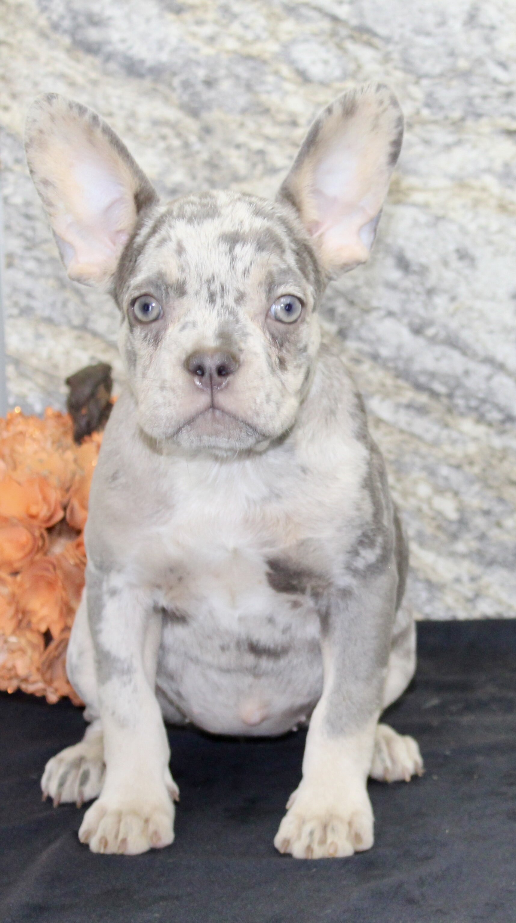 Shelia Female AKC French Bulldog image 2