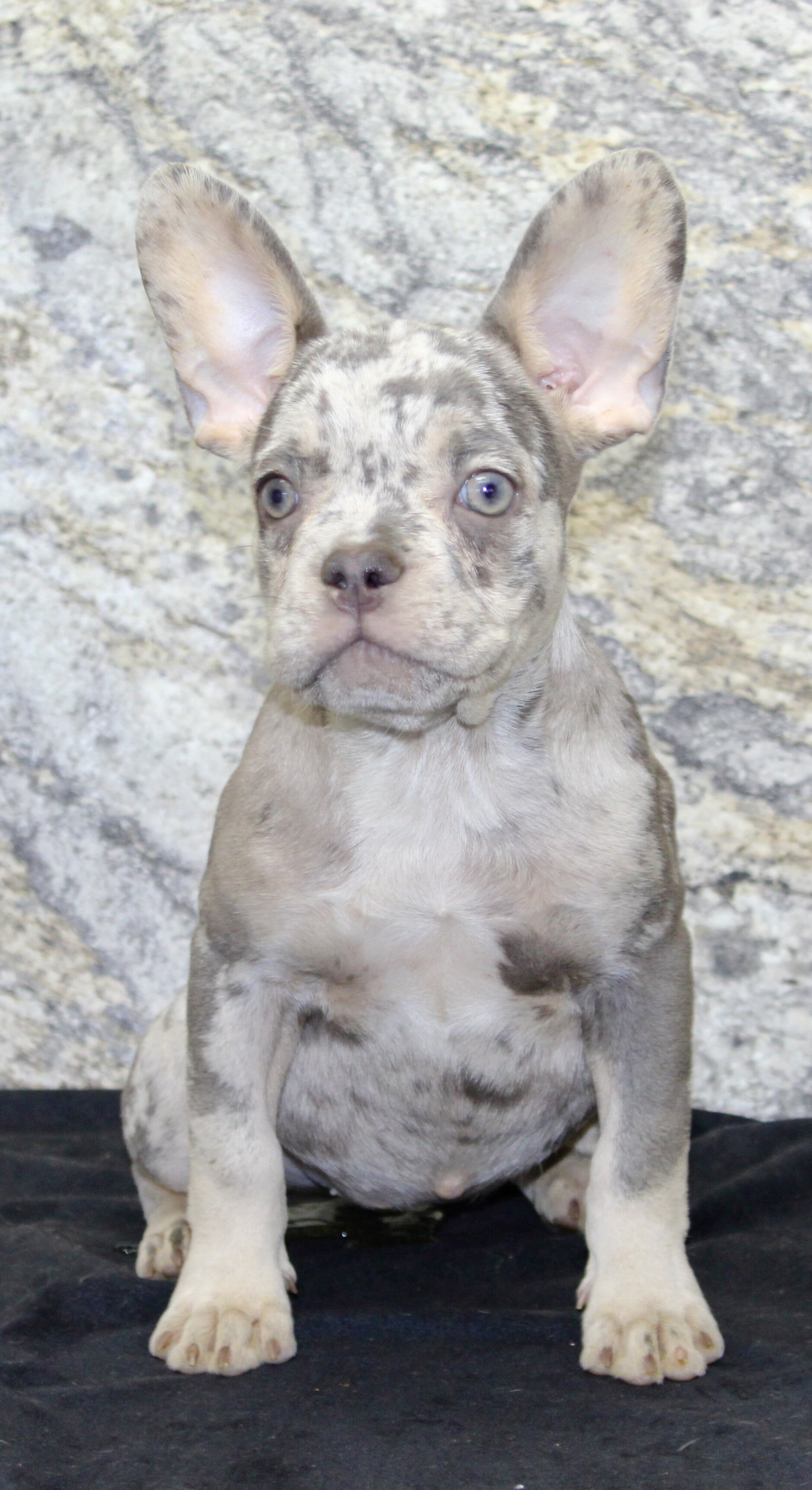 Shelia Female AKC French Bulldog image 7