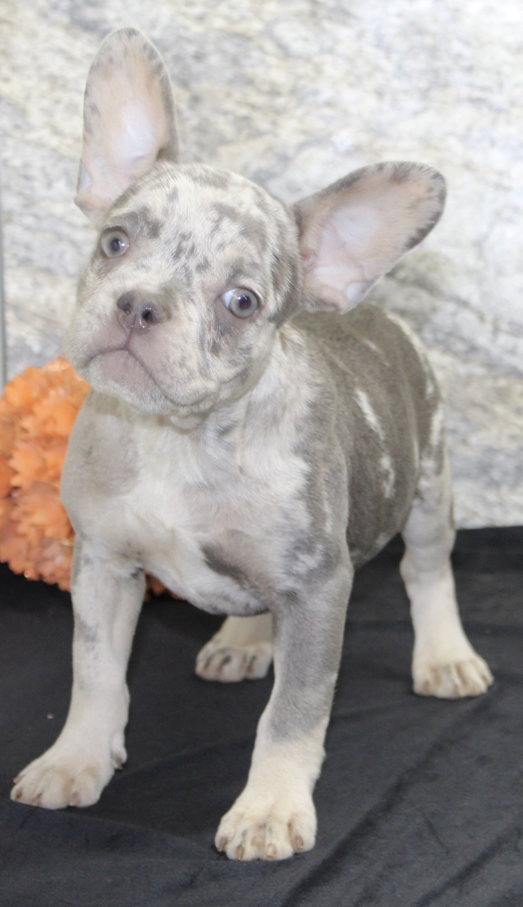 Shelia Female AKC French Bulldog image 5
