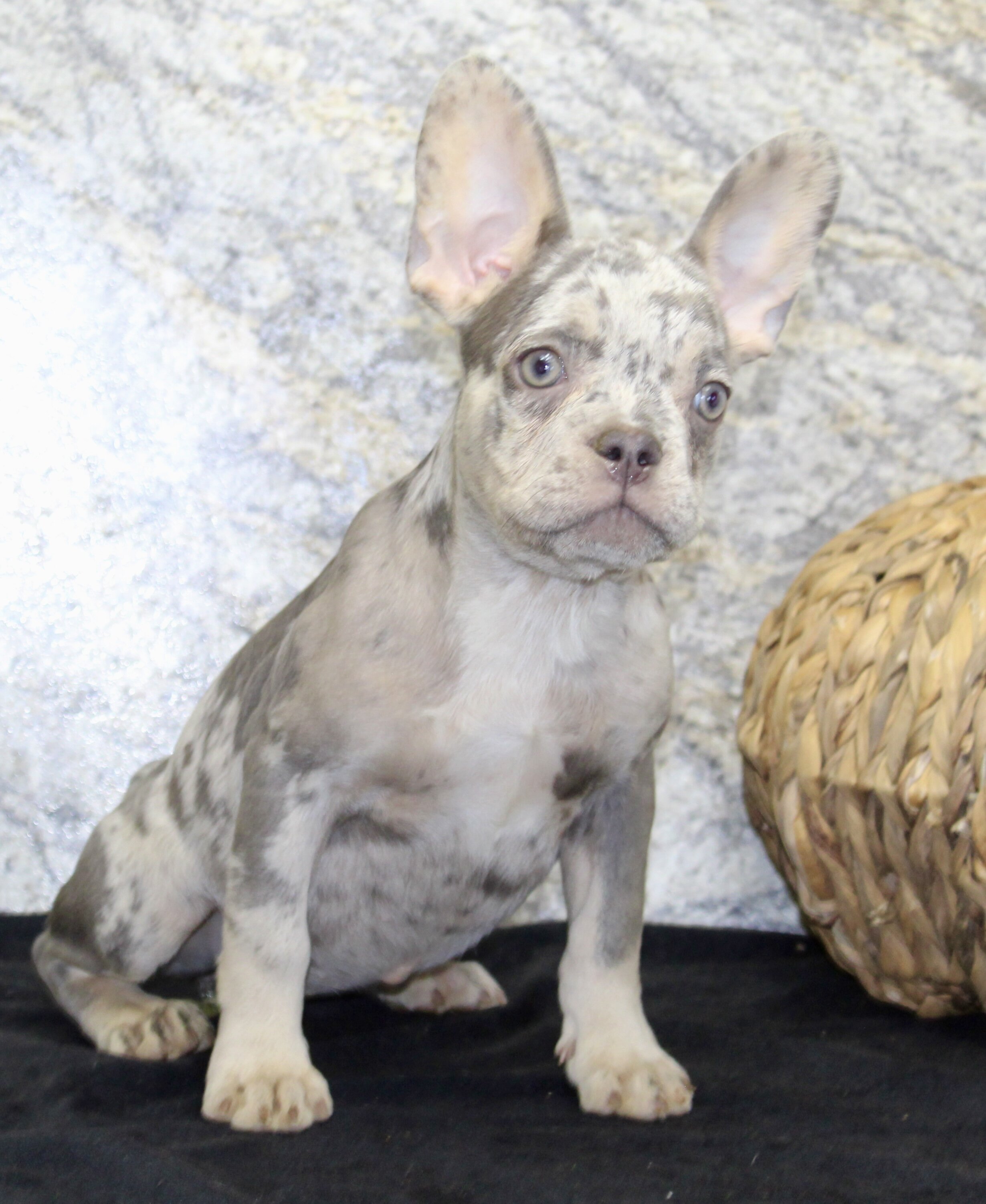 Shelia Female AKC French Bulldog image 6