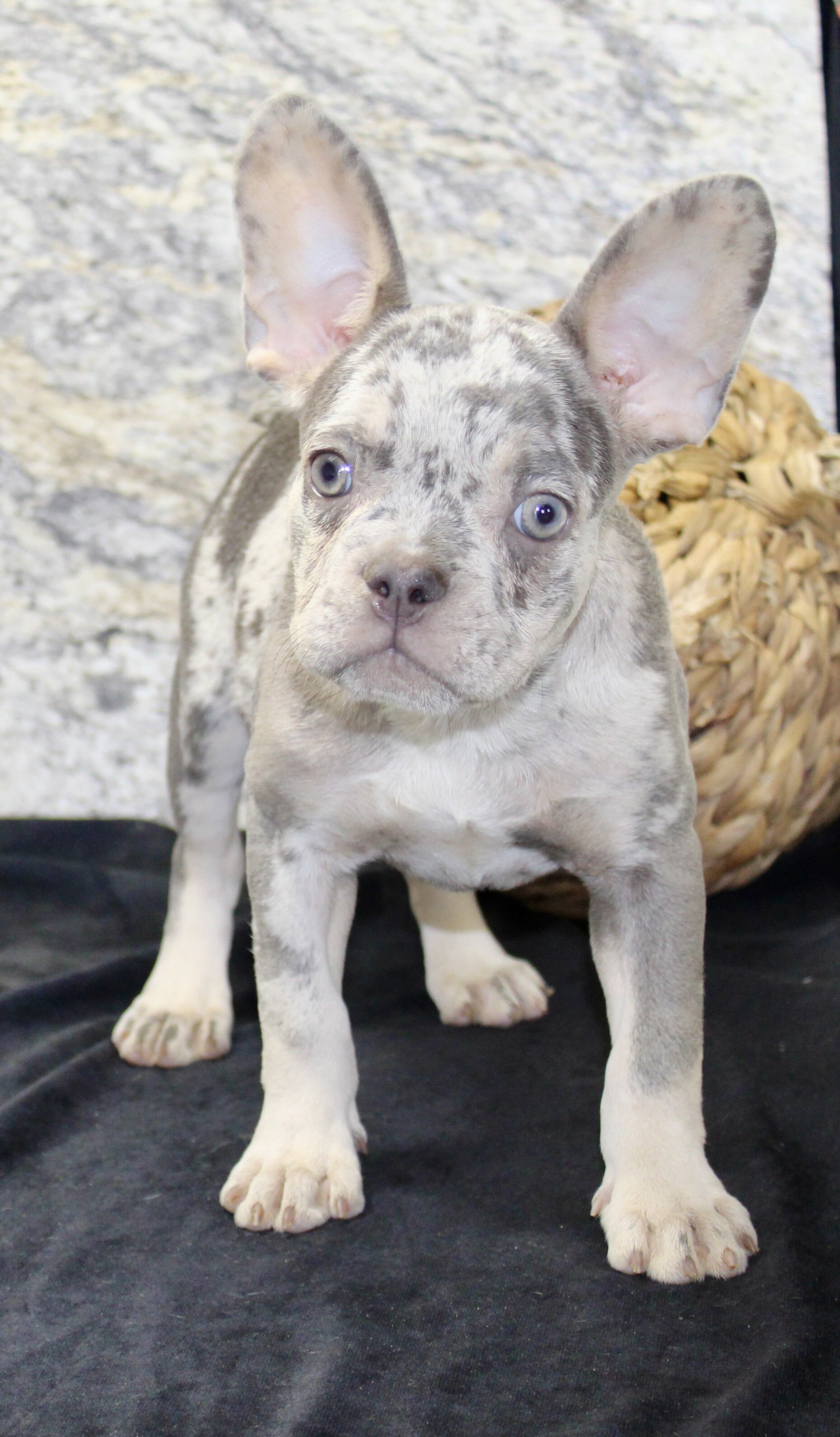 Shelia Female AKC French Bulldog image 4
