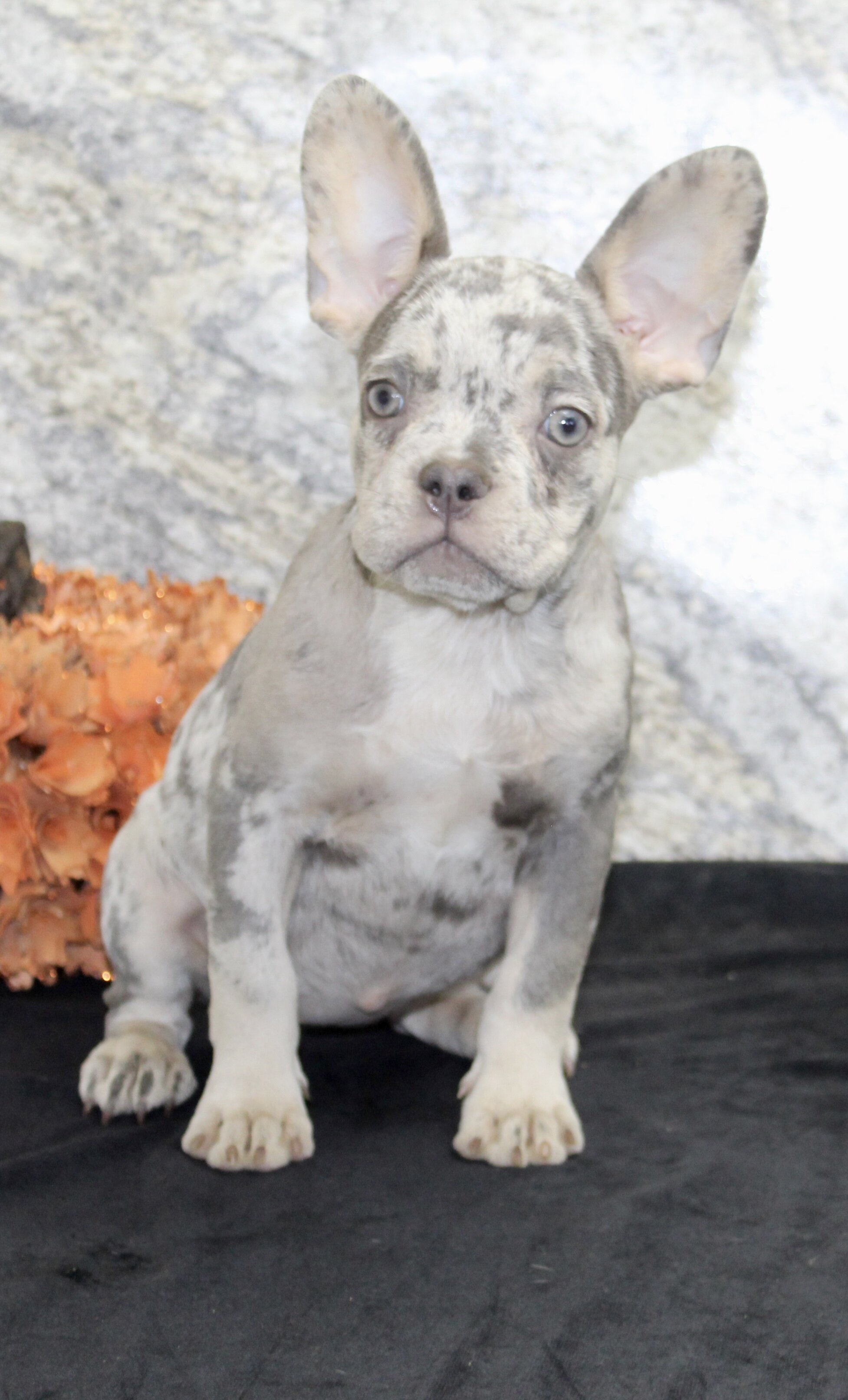 Shelia Female AKC French Bulldog image 3