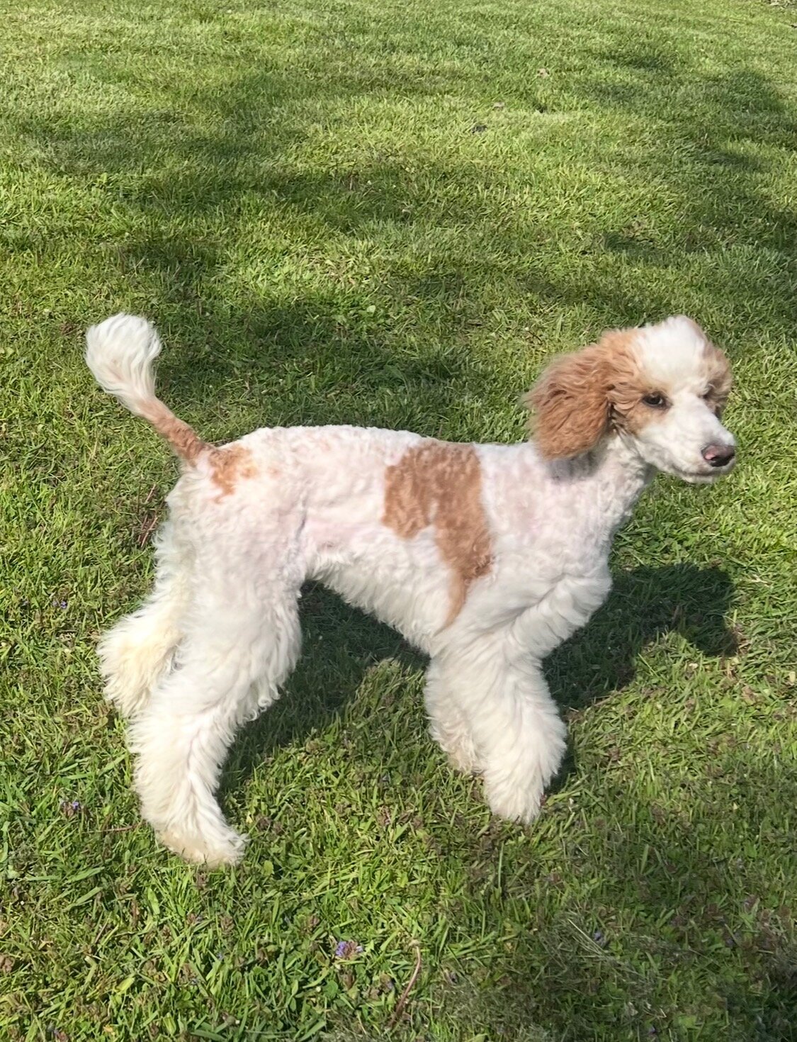 Standard Poodle Angel image 2
