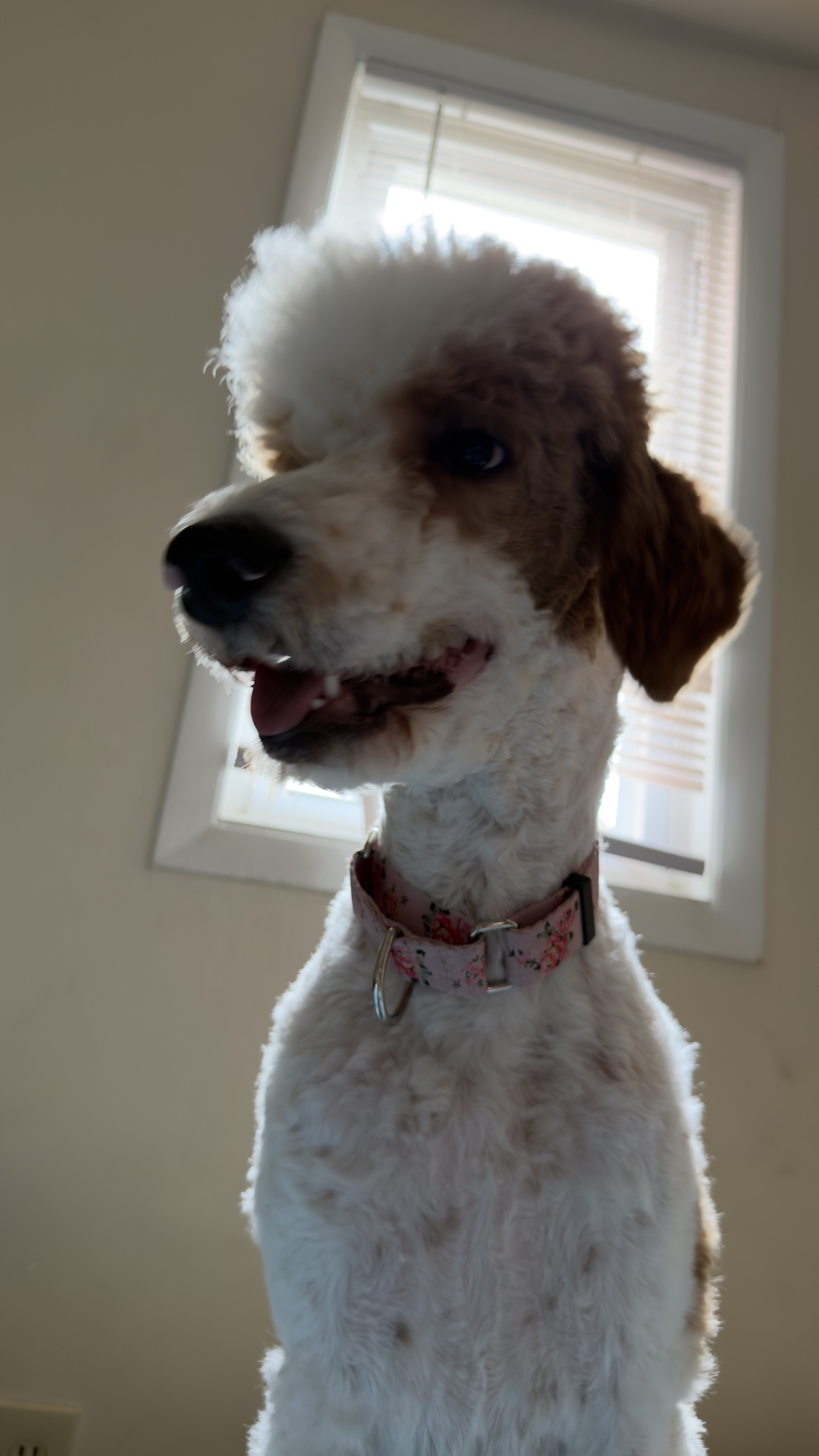 Standard Poodle Angel image 1