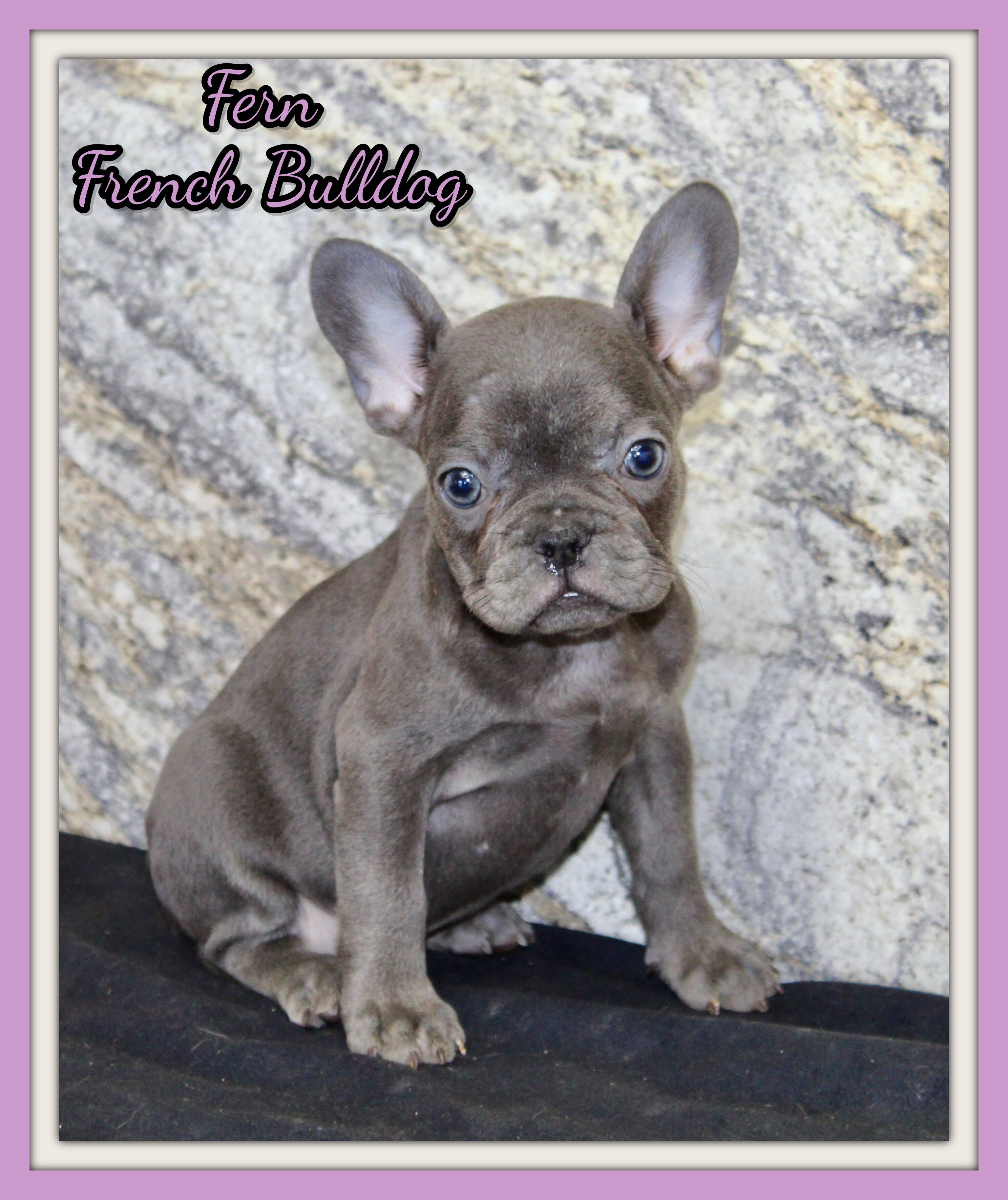 Fern Female AKC French Bulldog image 1