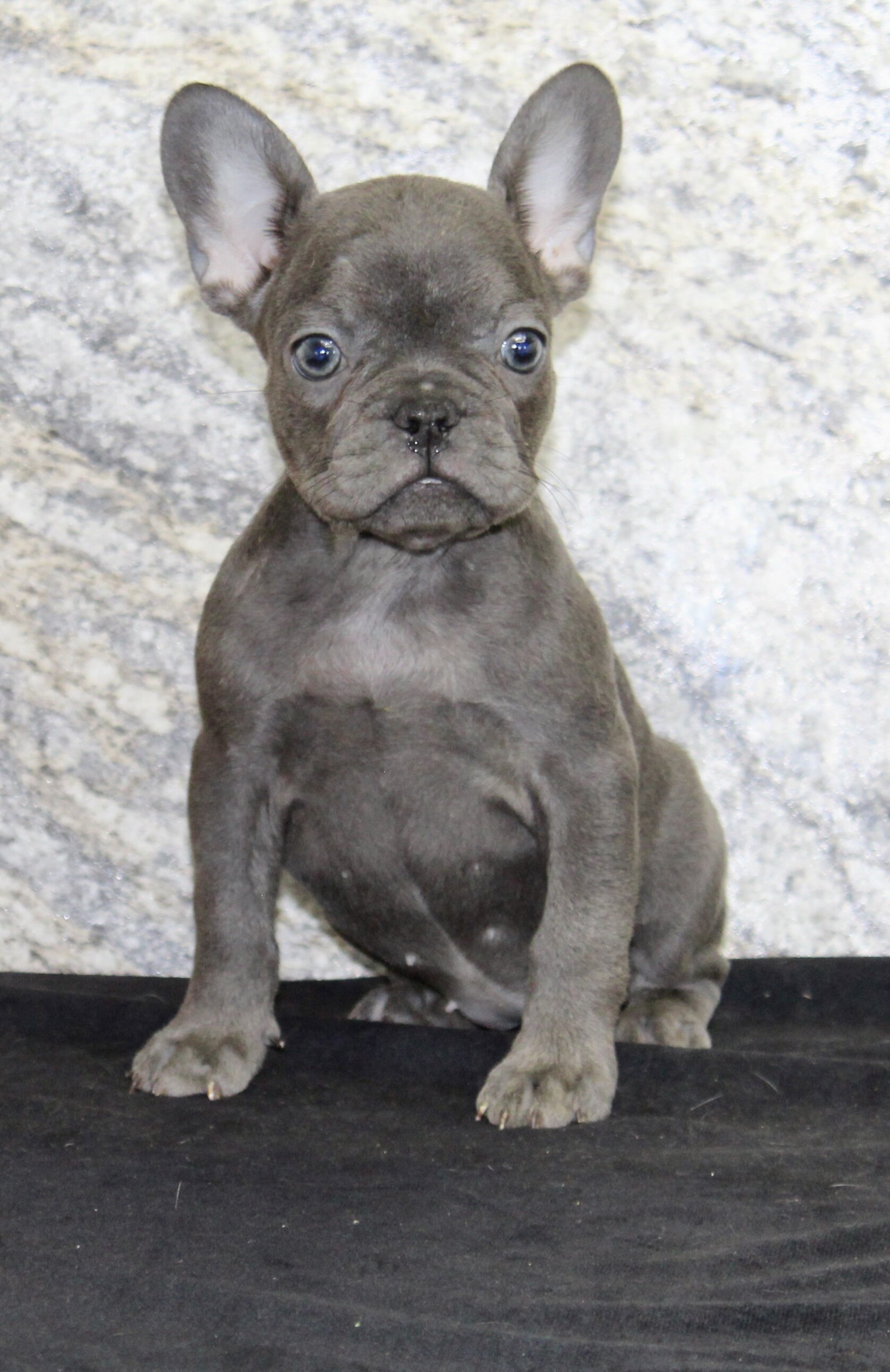 Fern Female AKC French Bulldog image 5