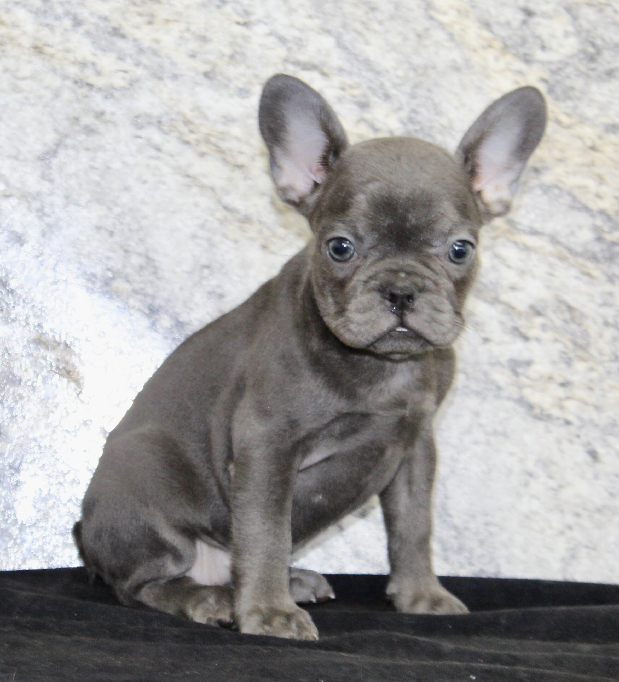 Fern Female AKC French Bulldog image 3