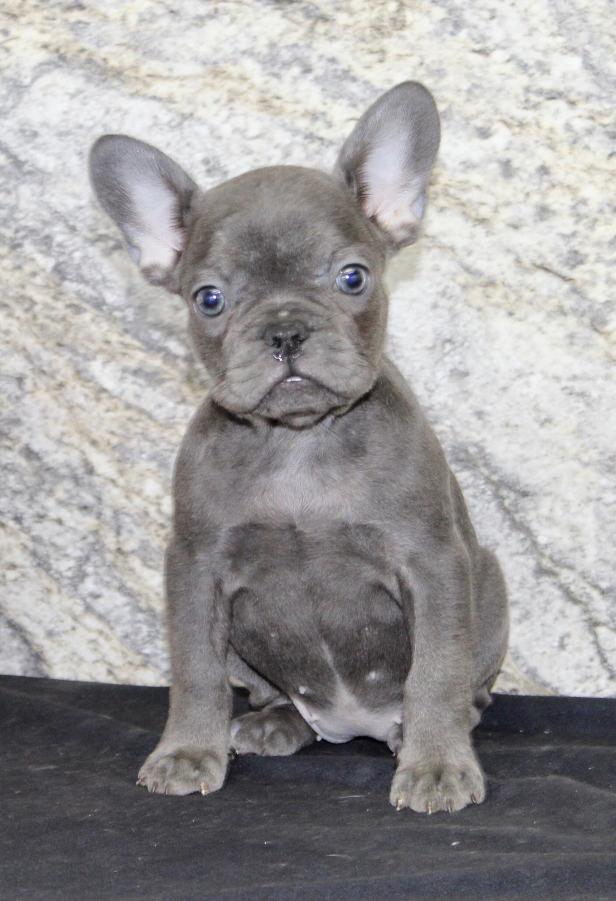 Fern Female AKC French Bulldog image 4