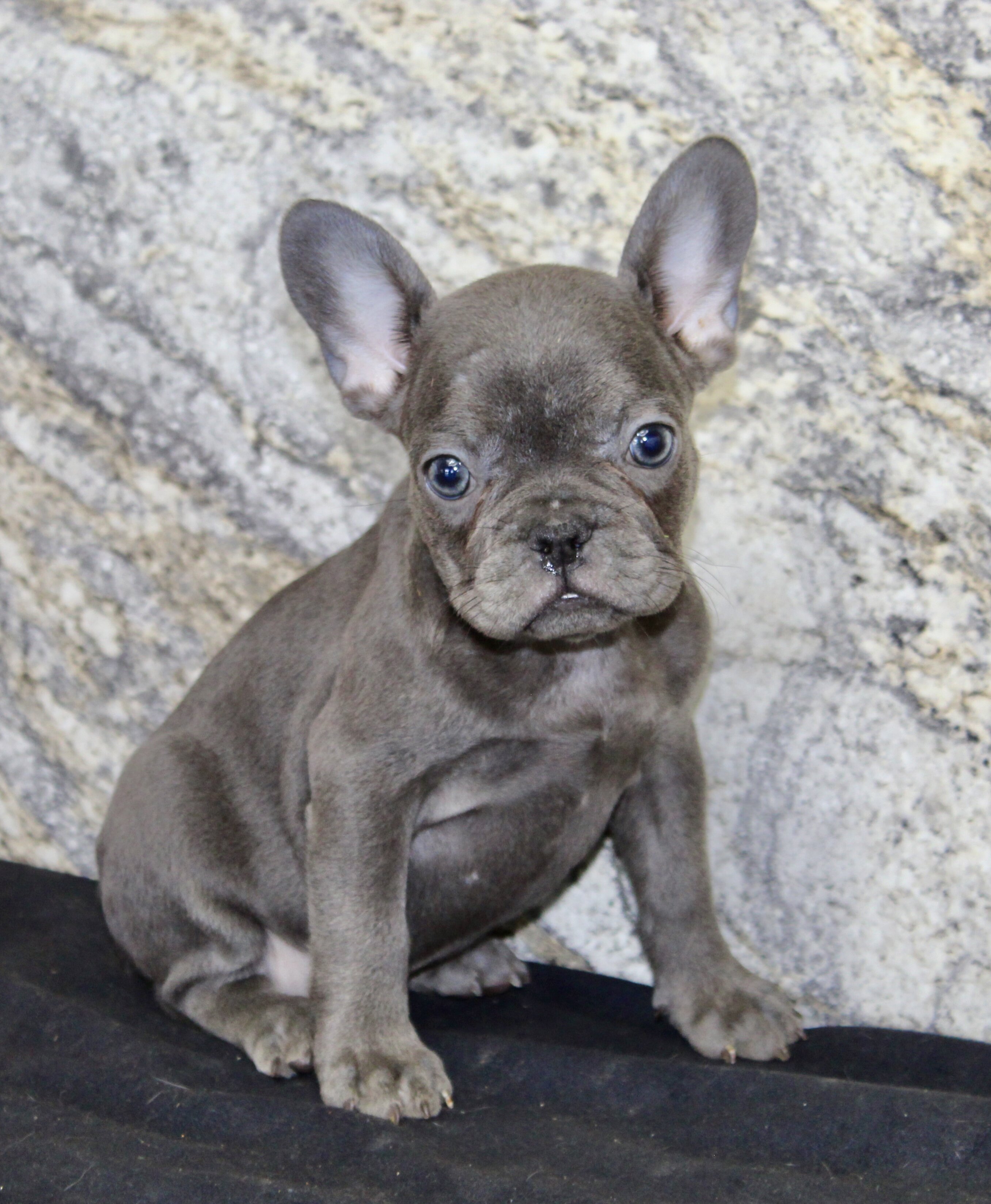 Fern Female AKC French Bulldog image 2