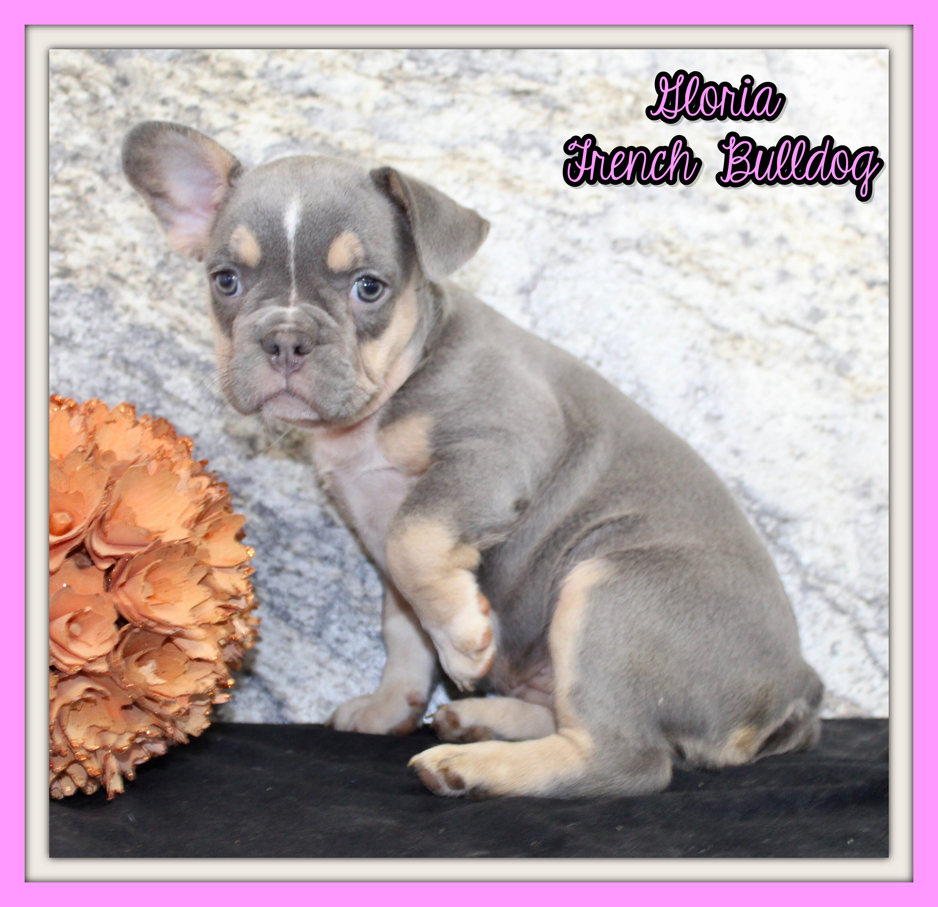 Gloria Female AKC French Bulldog image 1
