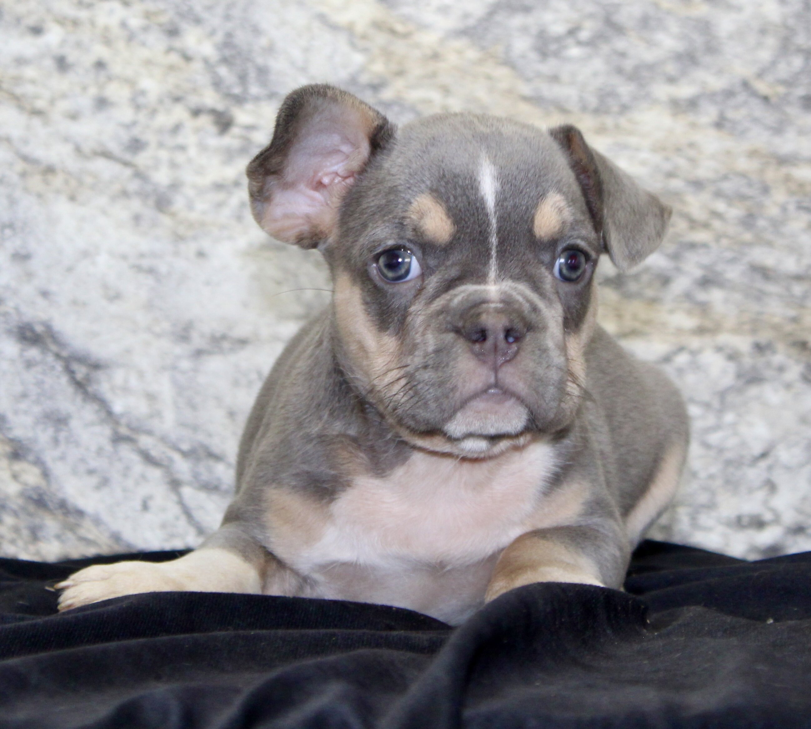 Gloria Female AKC French Bulldog image 4