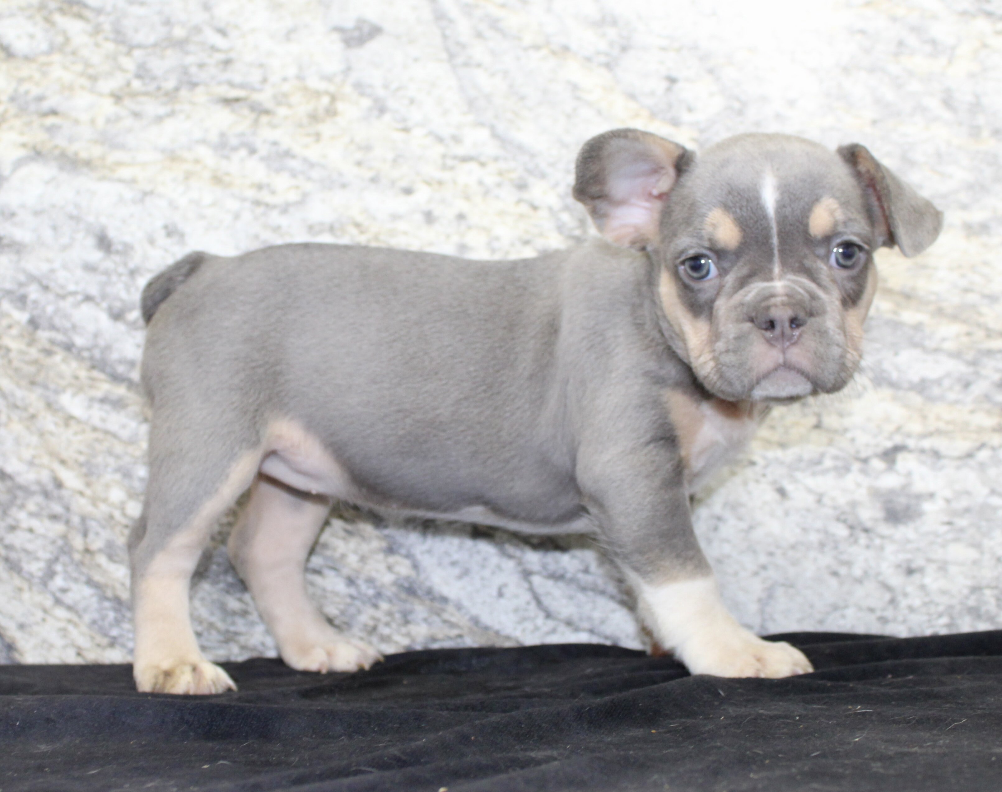 Gloria Female AKC French Bulldog image 2