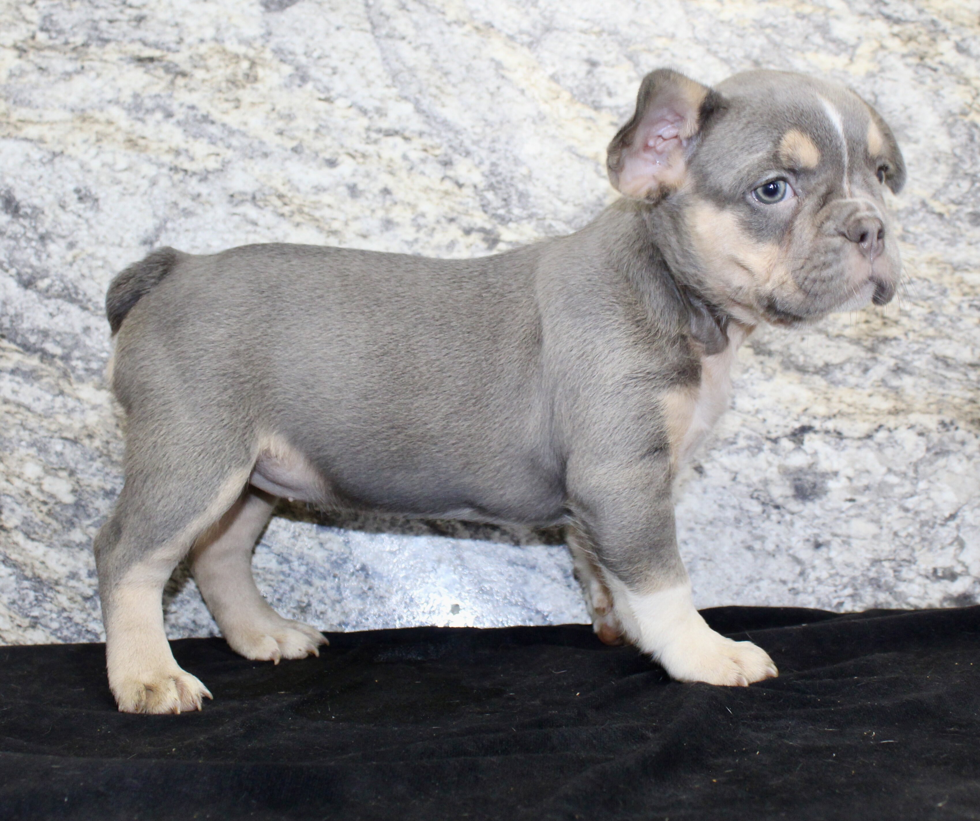 Gloria Female AKC French Bulldog image 3