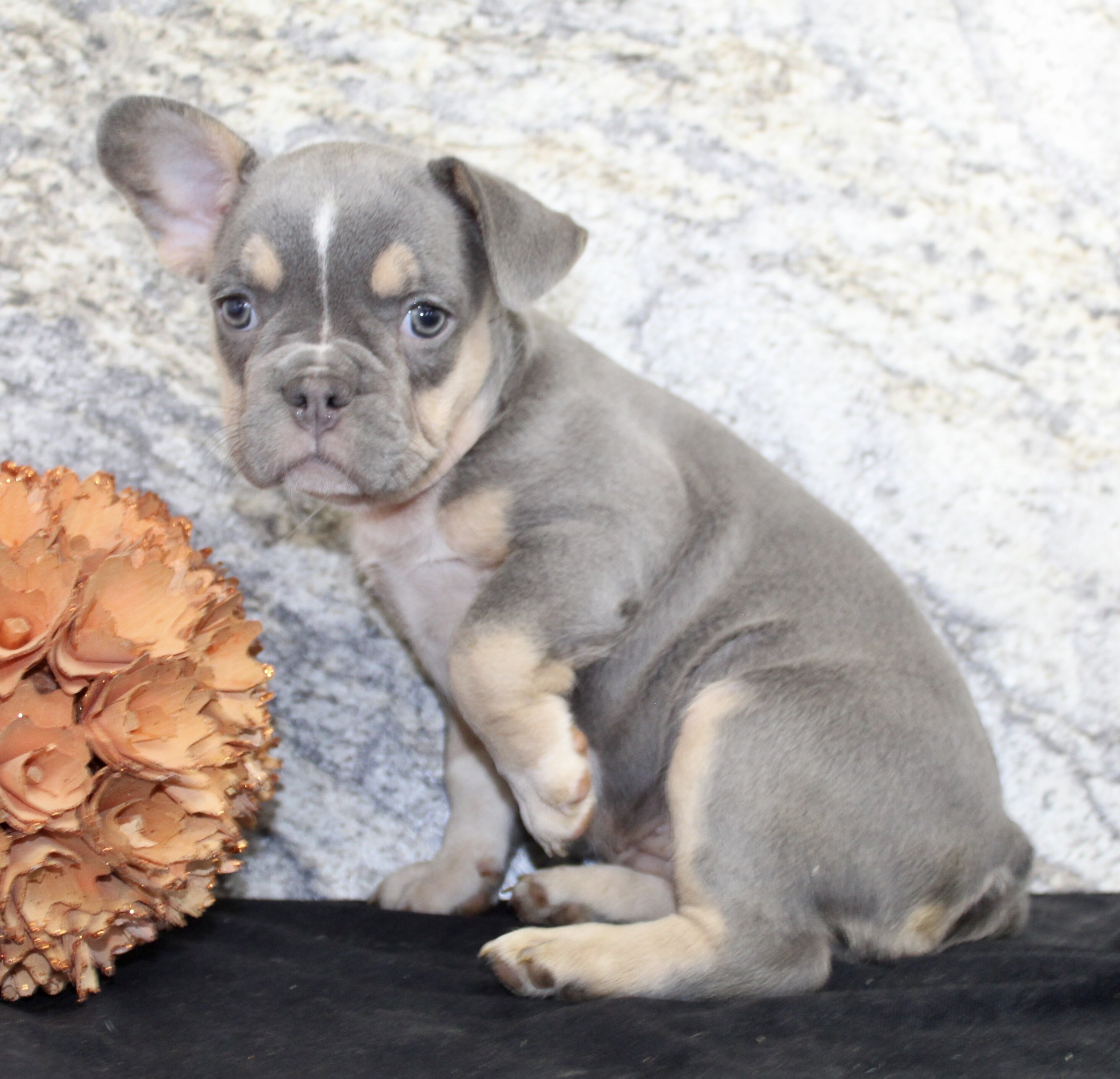 Gloria Female AKC French Bulldog image 5