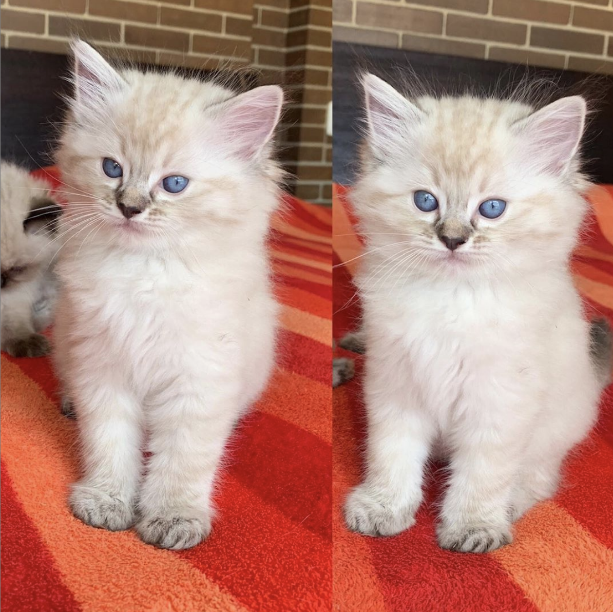 Beautiful  doll-faced Kittens image 1