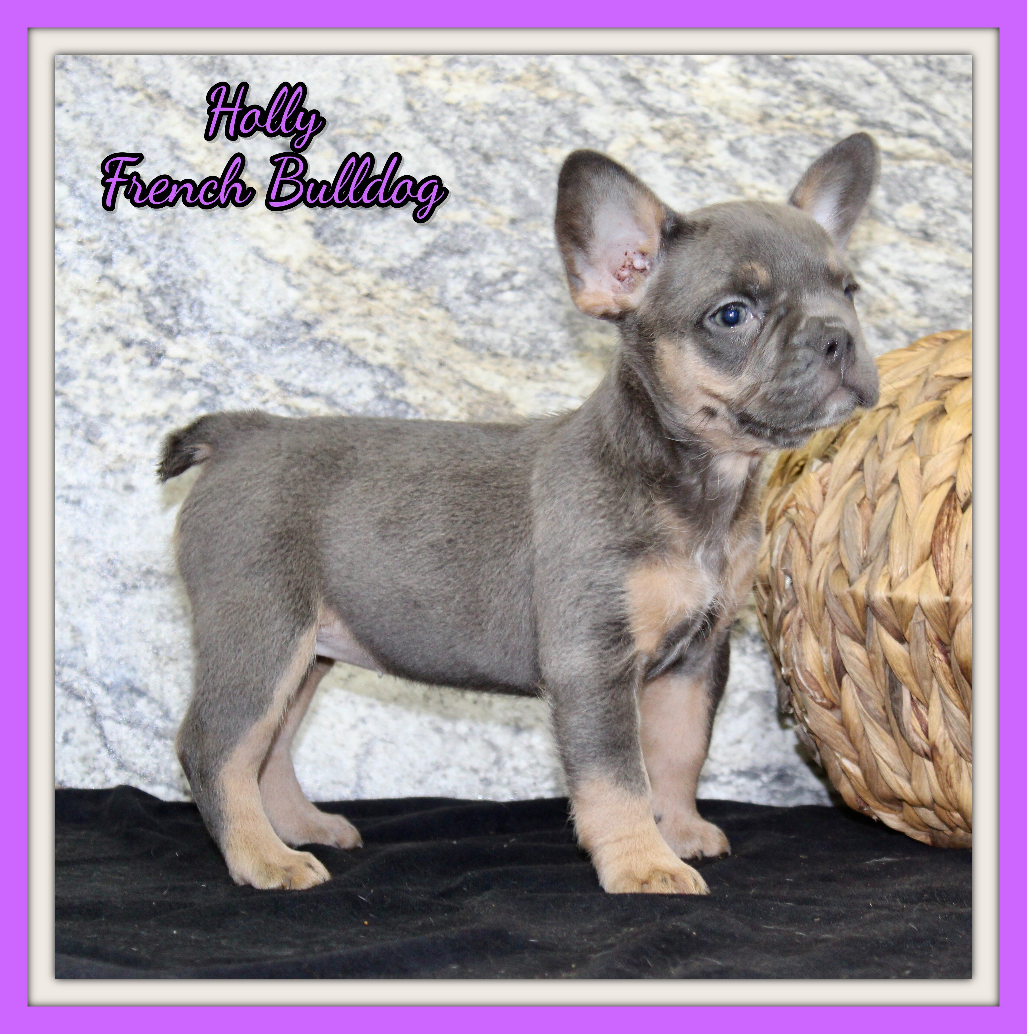 Holly Female AKC French Bulldog image 1