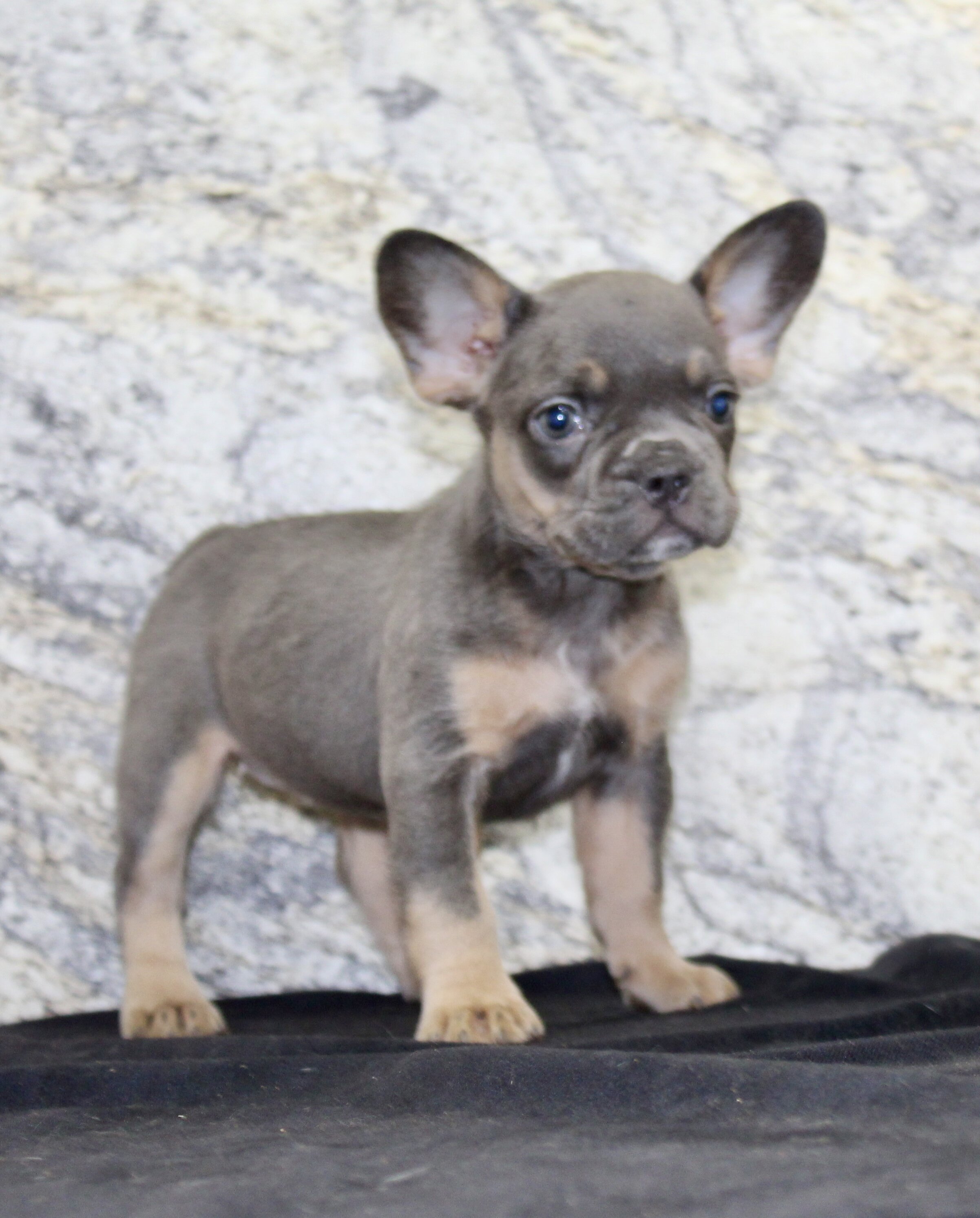 Holly Female AKC French Bulldog image 2