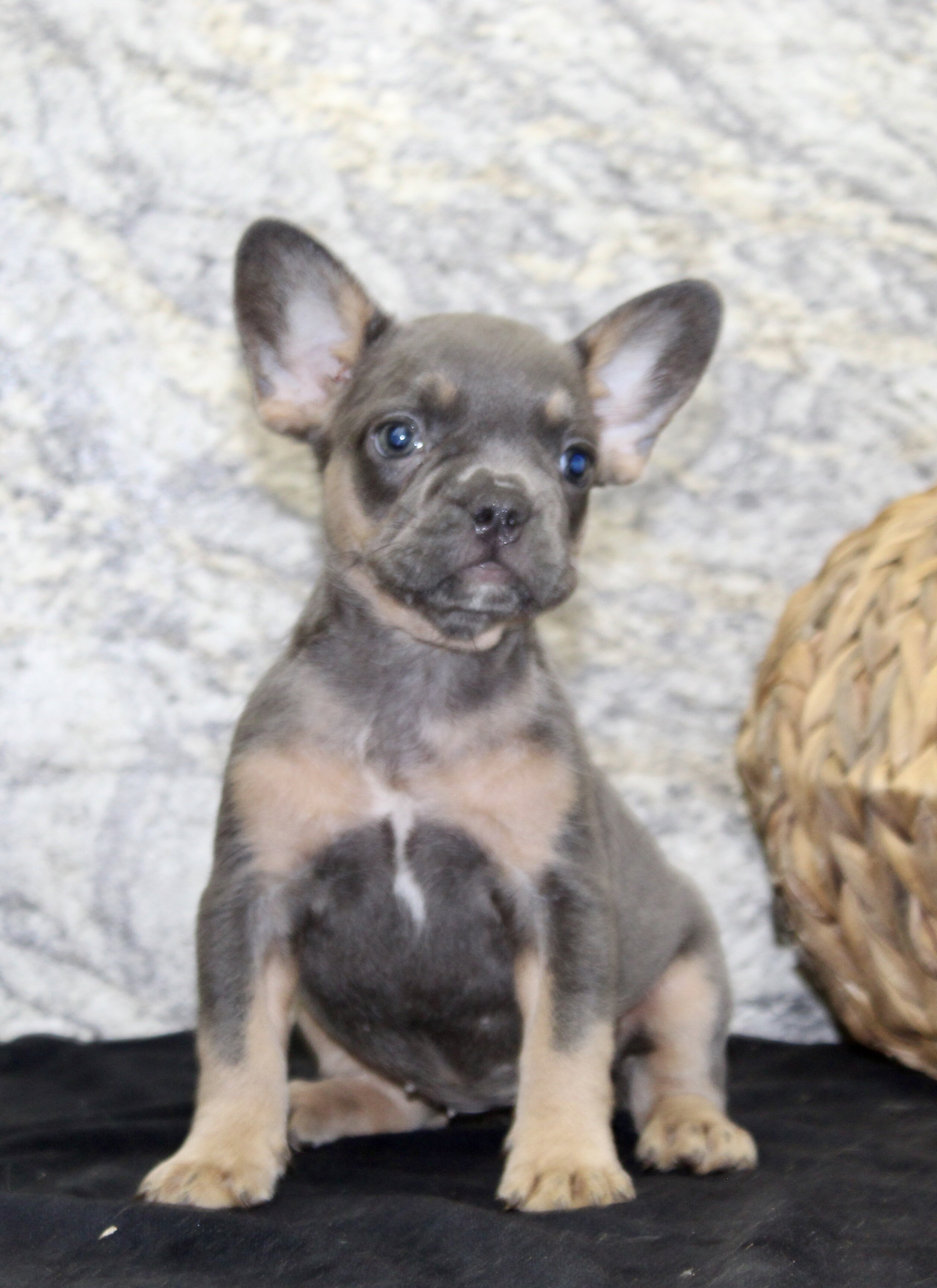 Holly Female AKC French Bulldog image 9