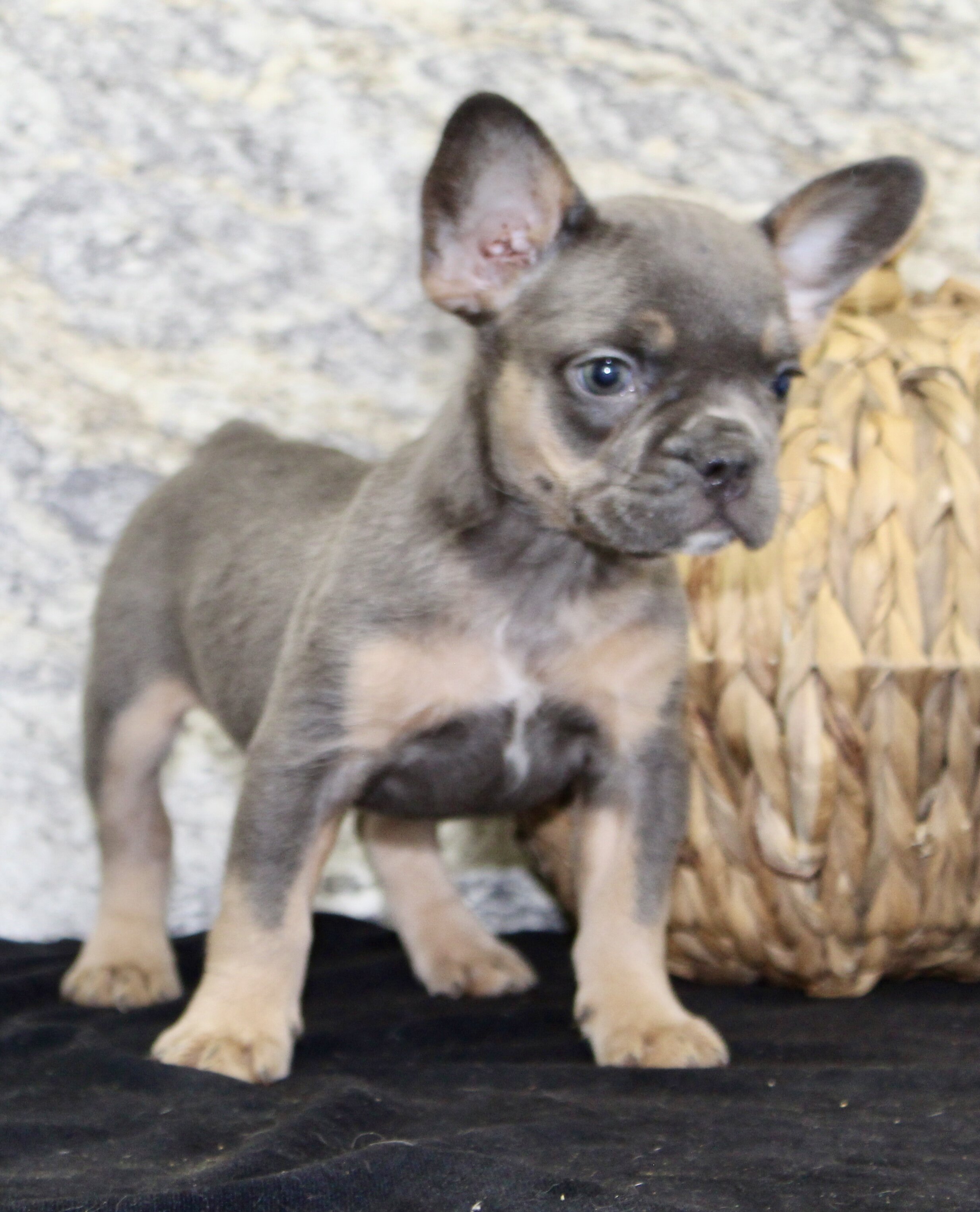 Holly Female AKC French Bulldog image 4