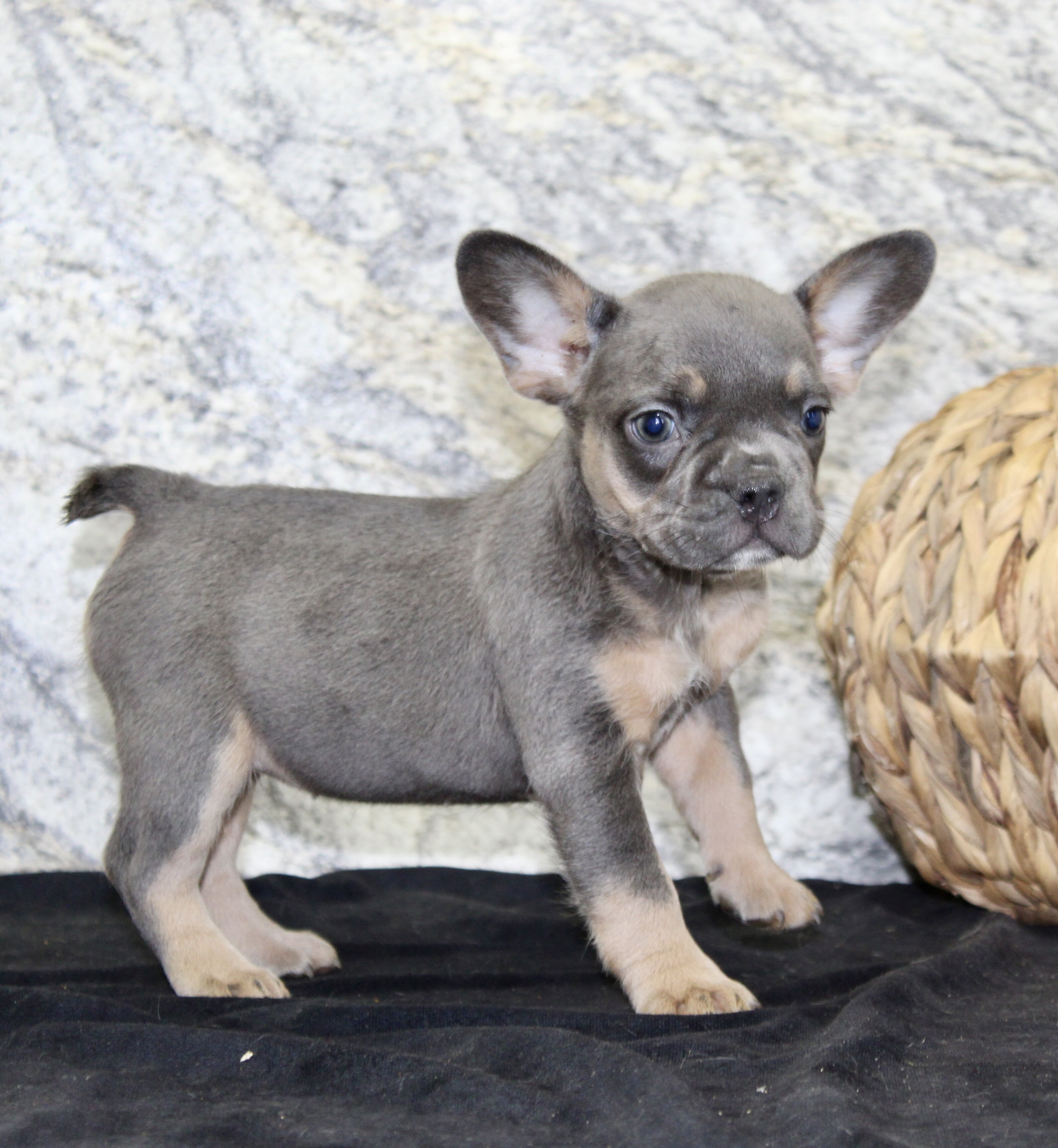 Holly Female AKC French Bulldog image 8