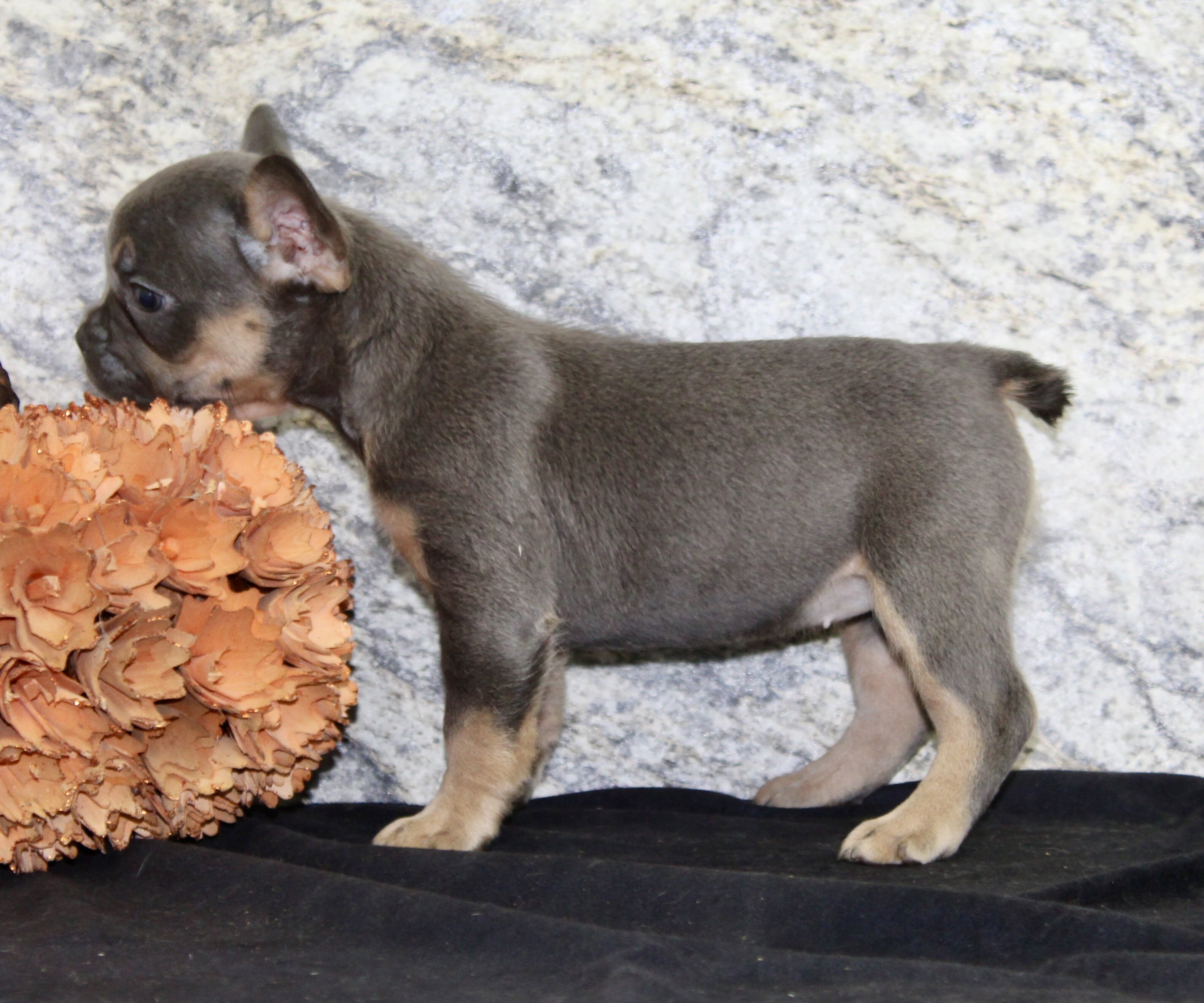 Holly Female AKC French Bulldog image 7