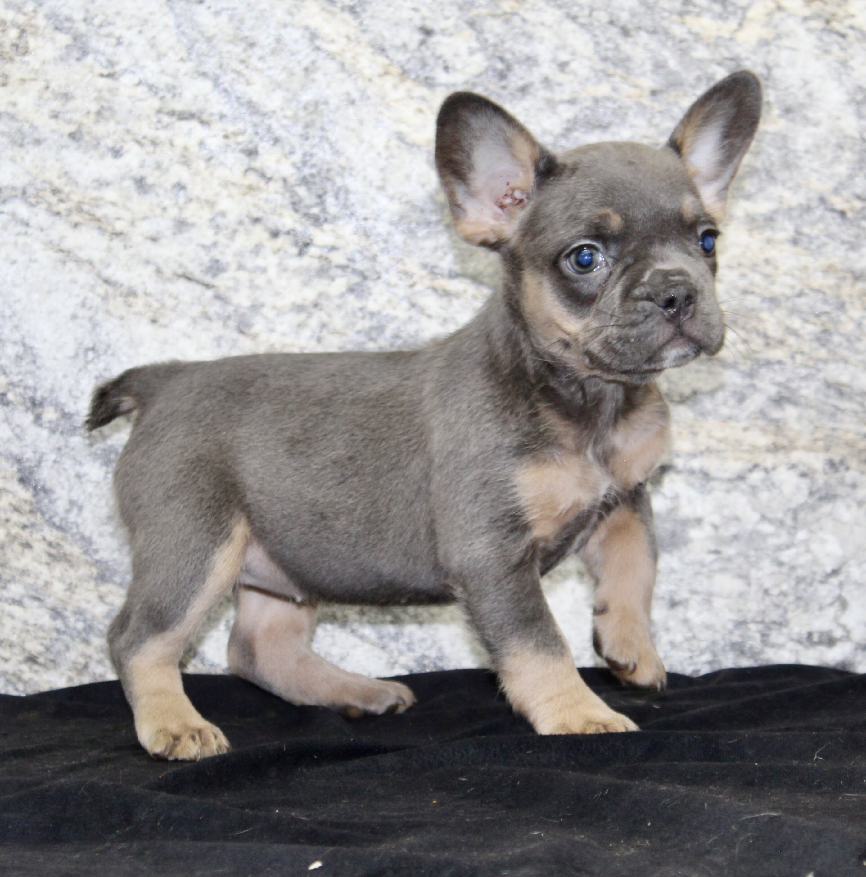Holly Female AKC French Bulldog image 6