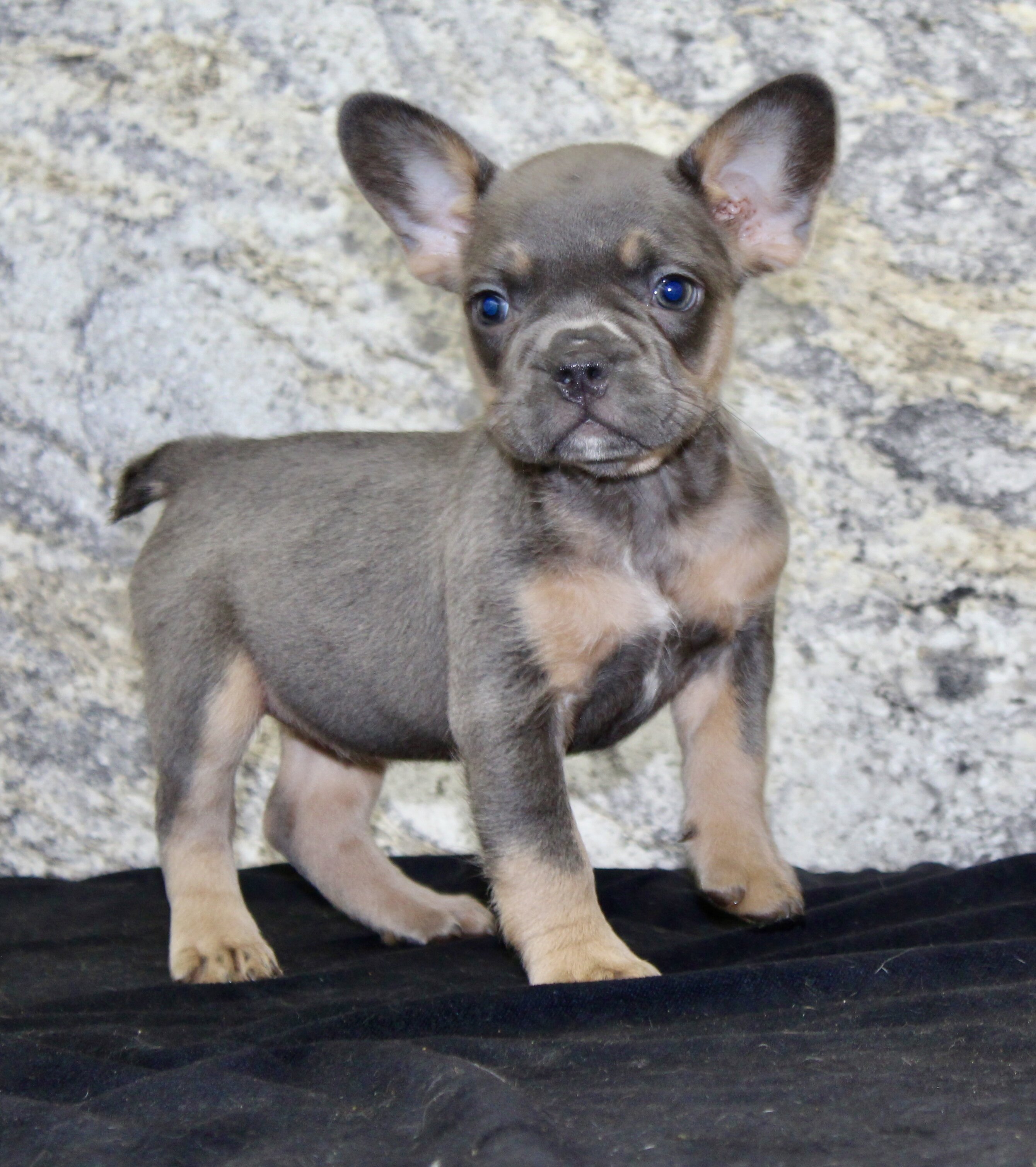 Holly Female AKC French Bulldog image 5