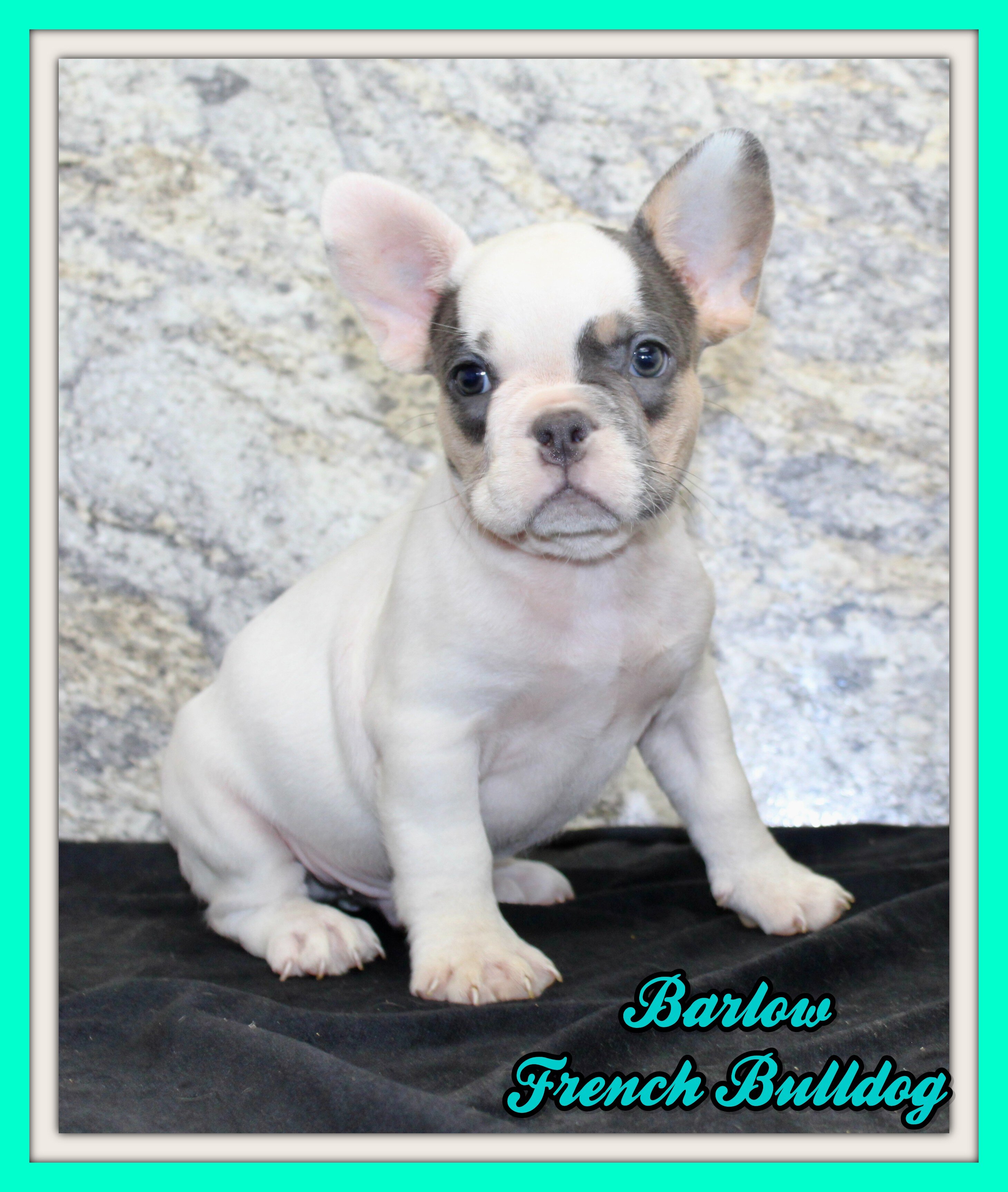 Barlow Male AKC French Bulldog image 1