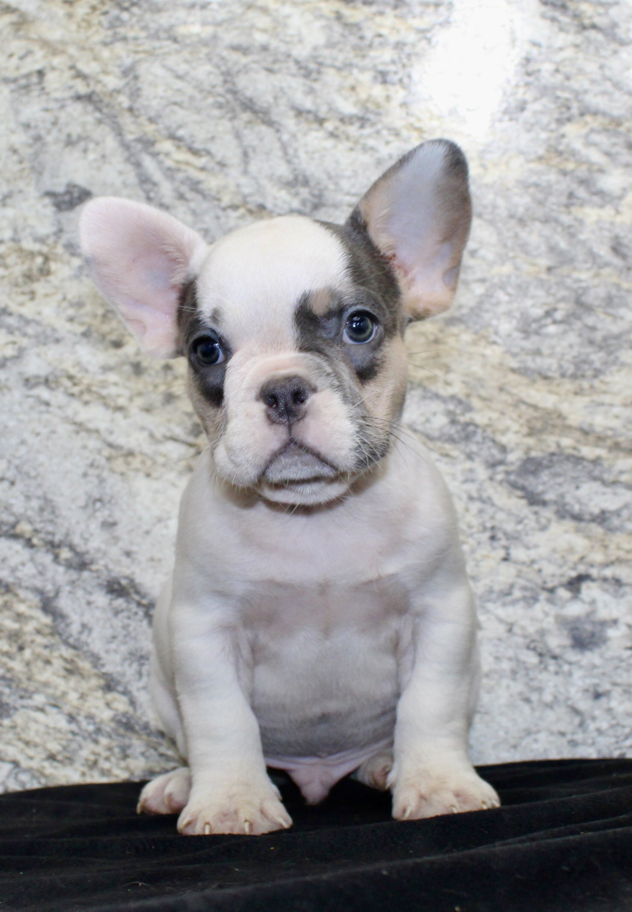 Barlow Male AKC French Bulldog image 2