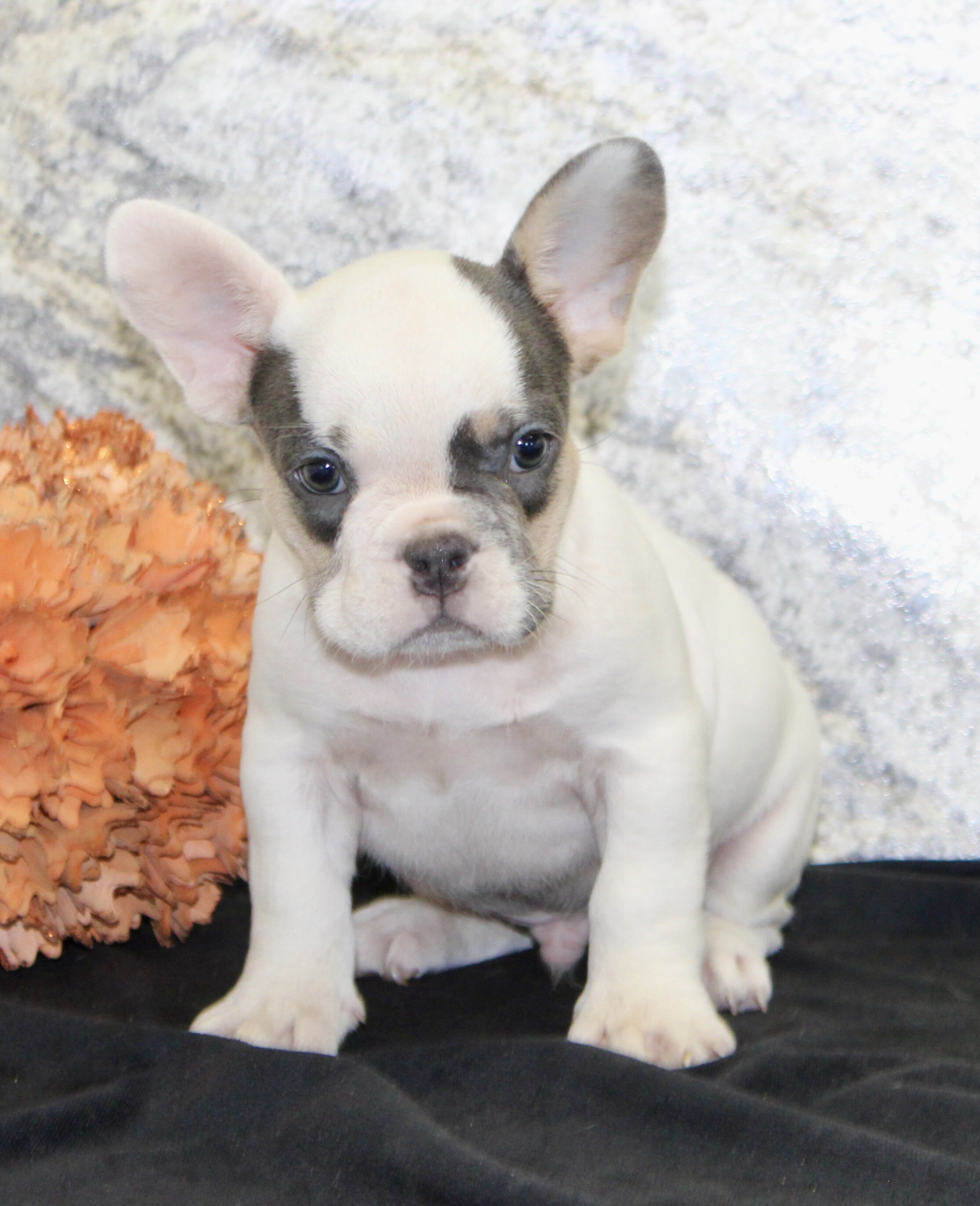 Barlow Male AKC French Bulldog image 5
