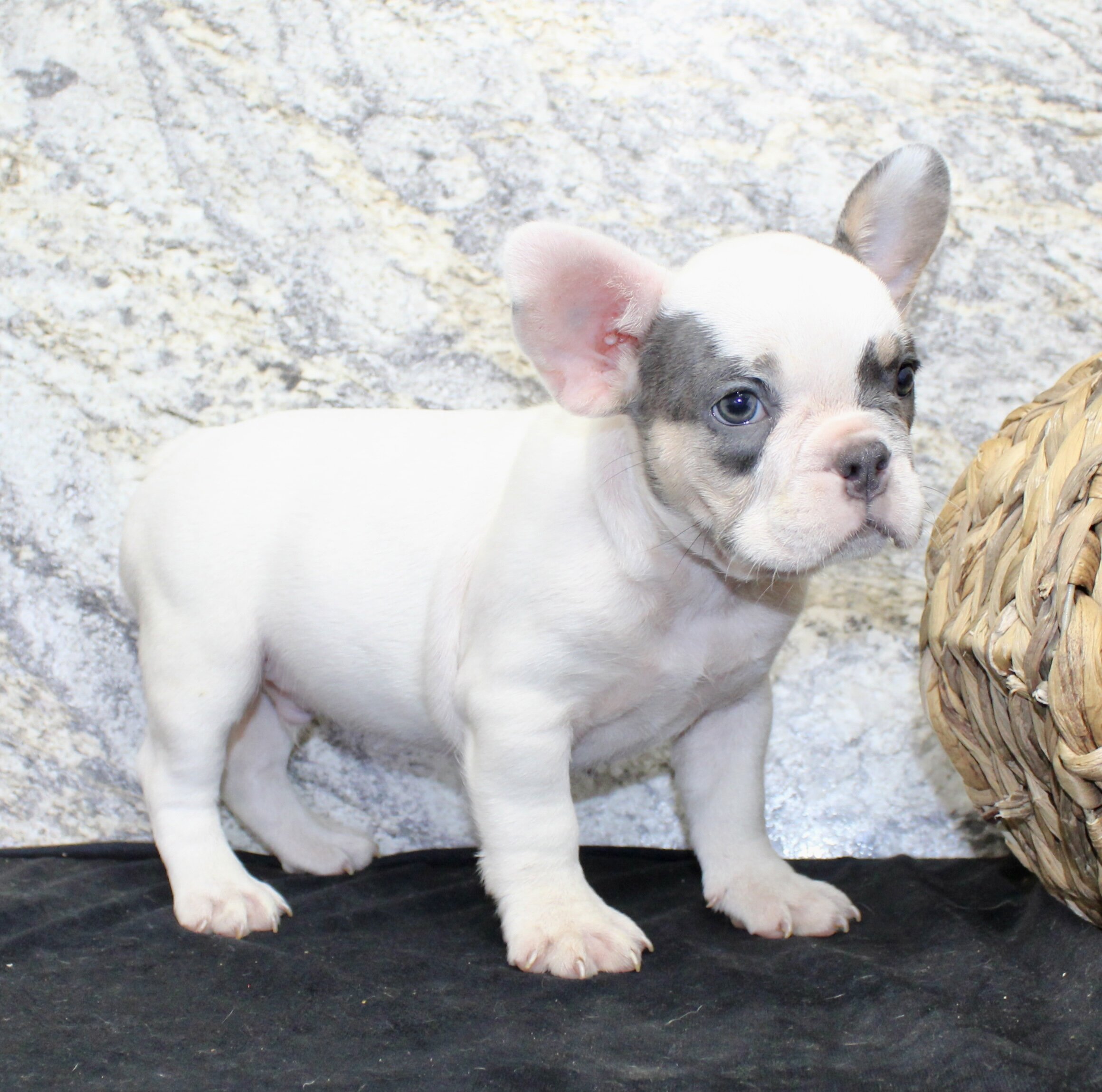 Barlow Male AKC French Bulldog image 3