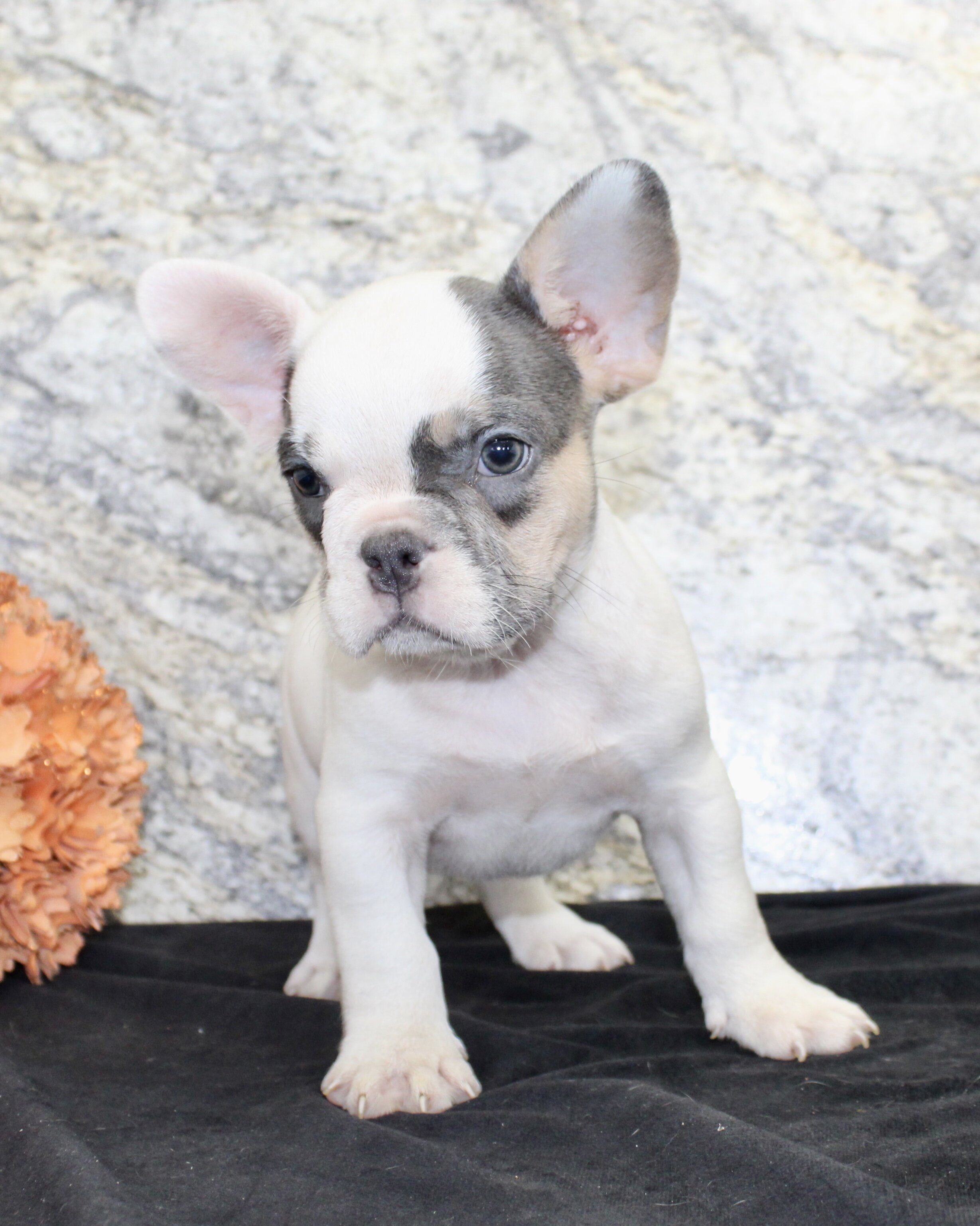 Barlow Male AKC French Bulldog image 4