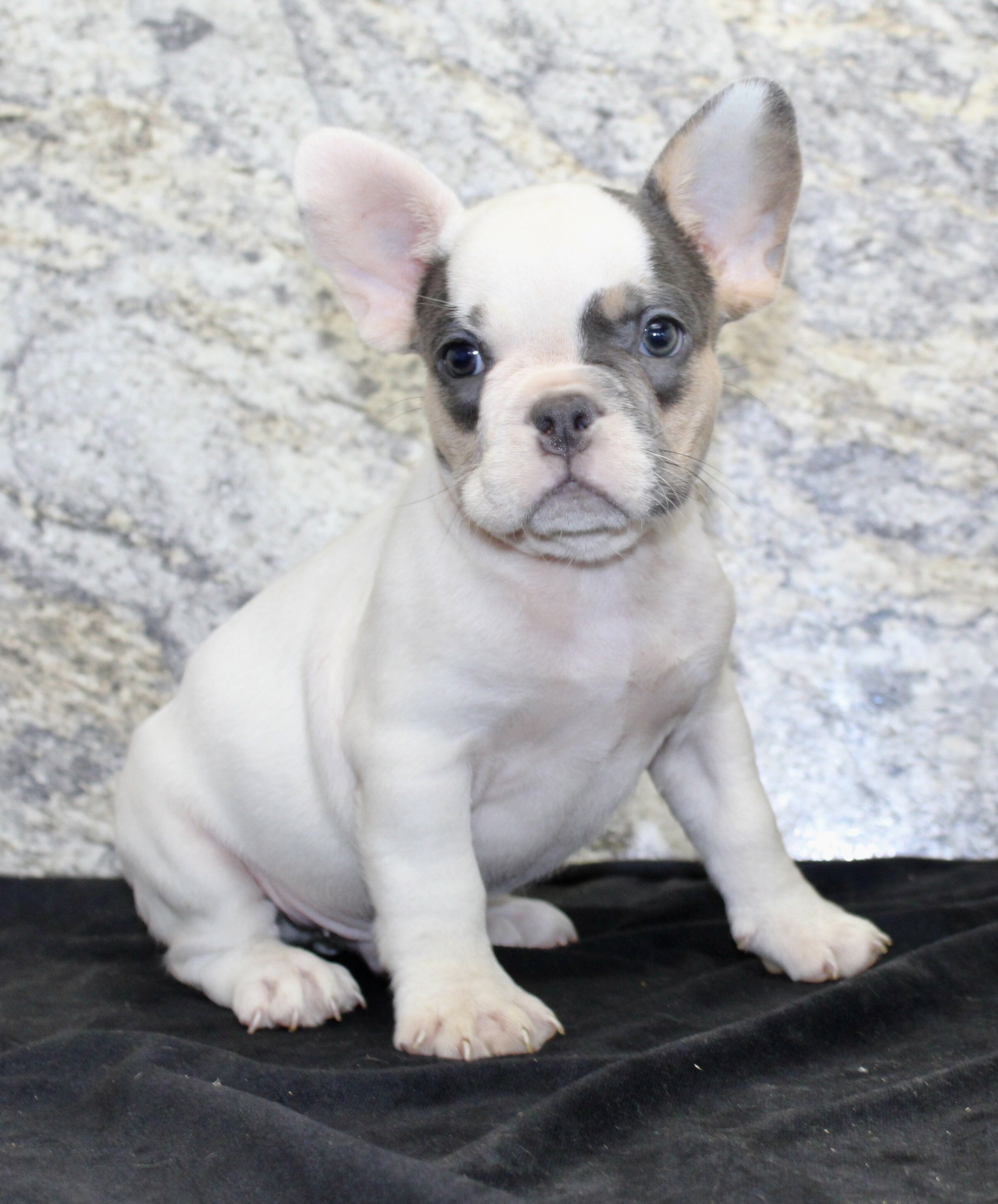 Barlow Male AKC French Bulldog image 6