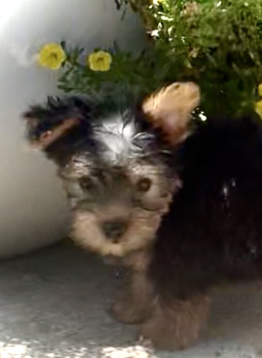 Yorkie Puppies image 1