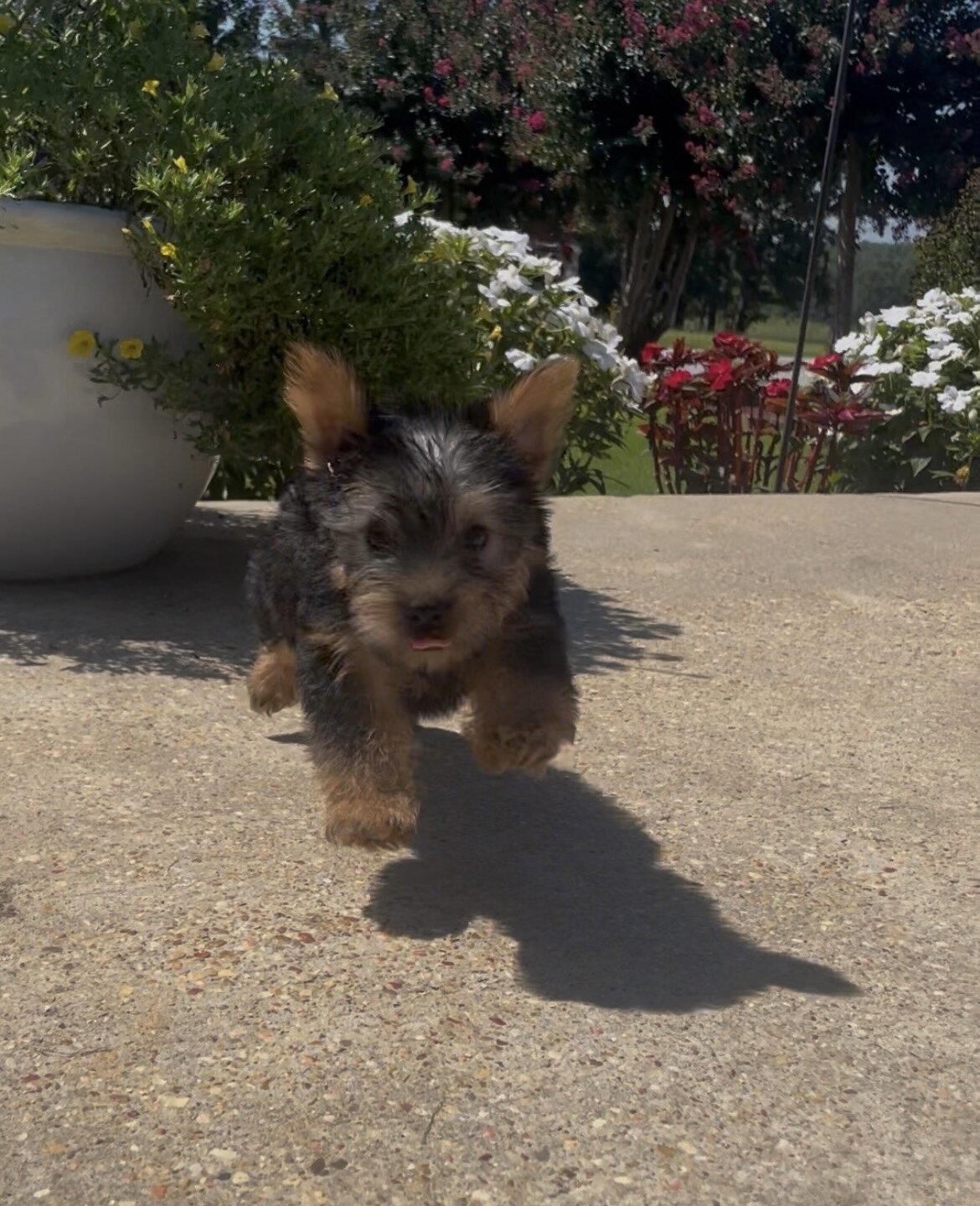 Yorkie Puppies image 3