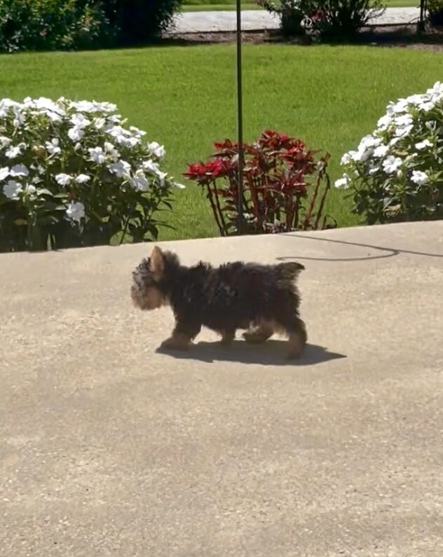 Yorkie Puppies image 2