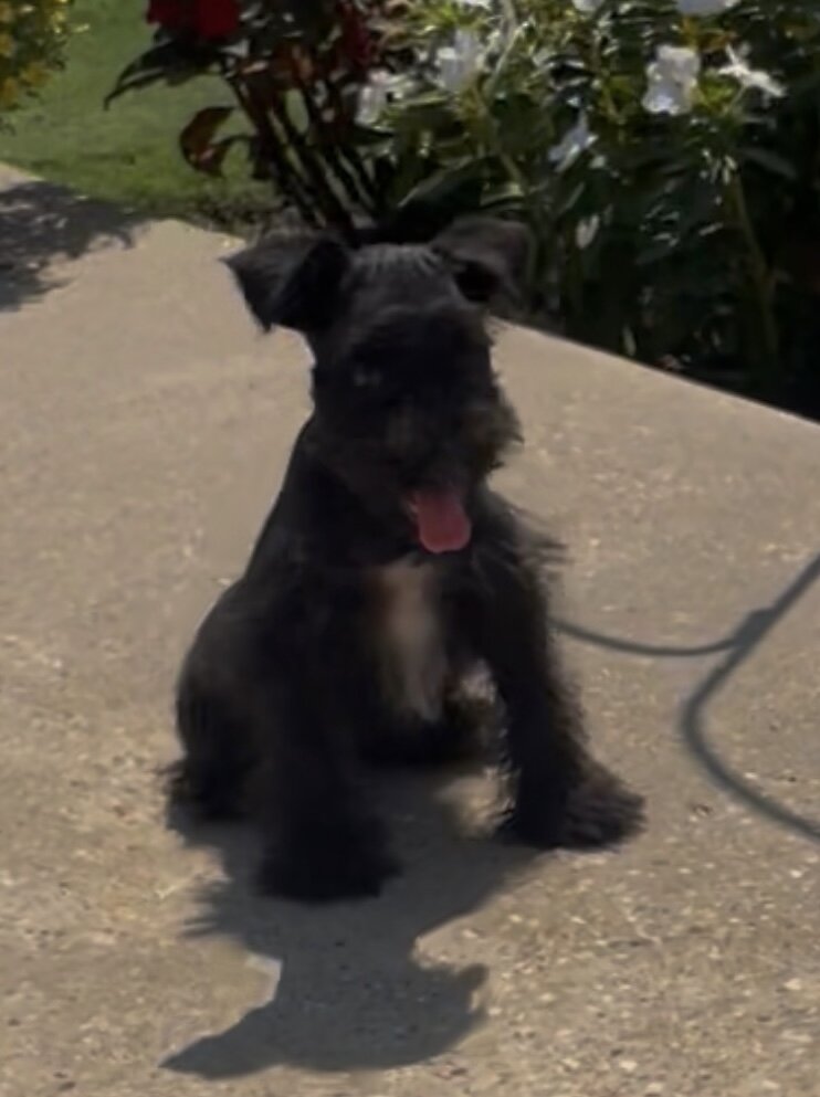 Miniature Schnauzer Puppy image 1