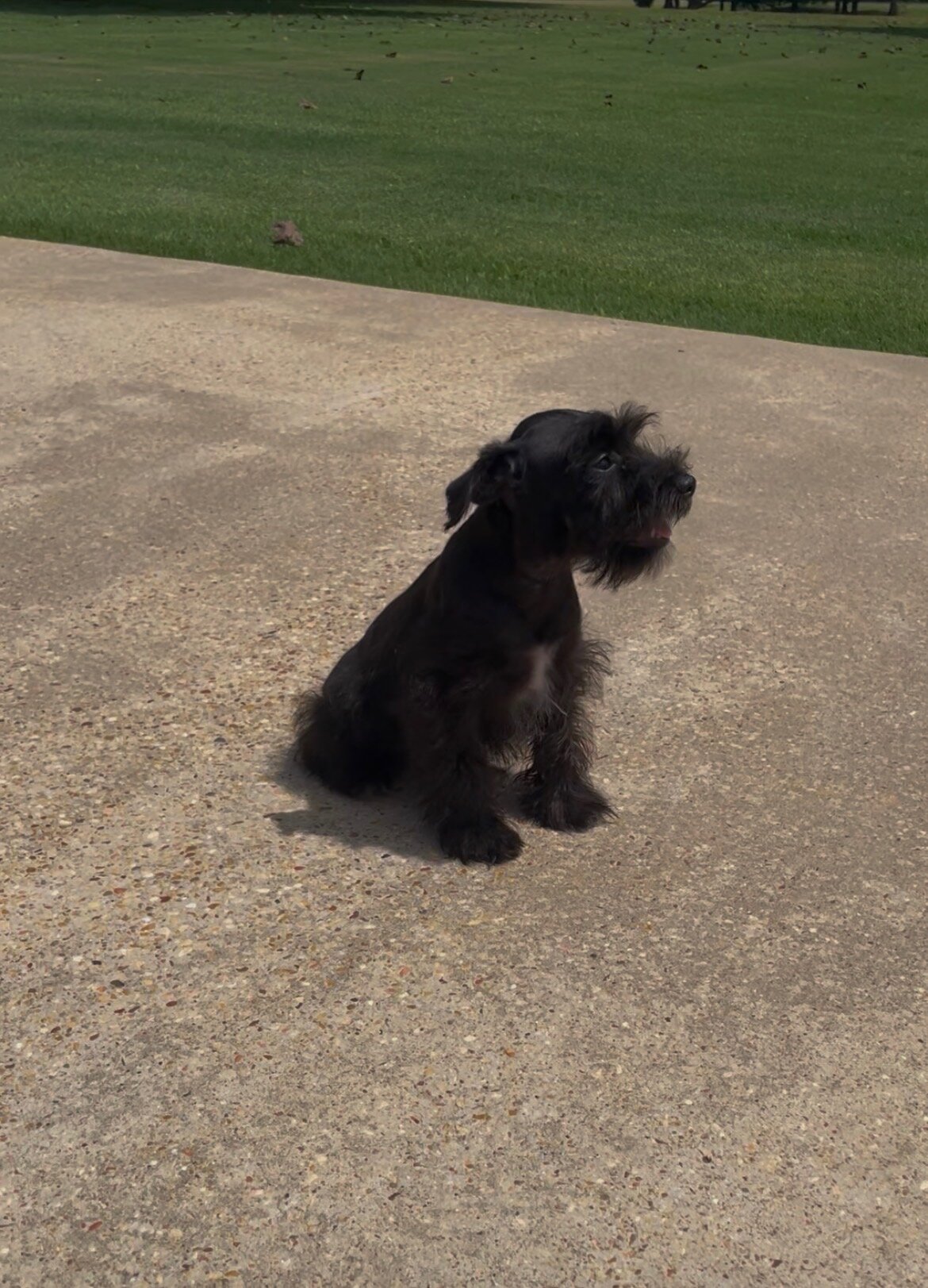 Miniature Schnauzer Puppy image 3