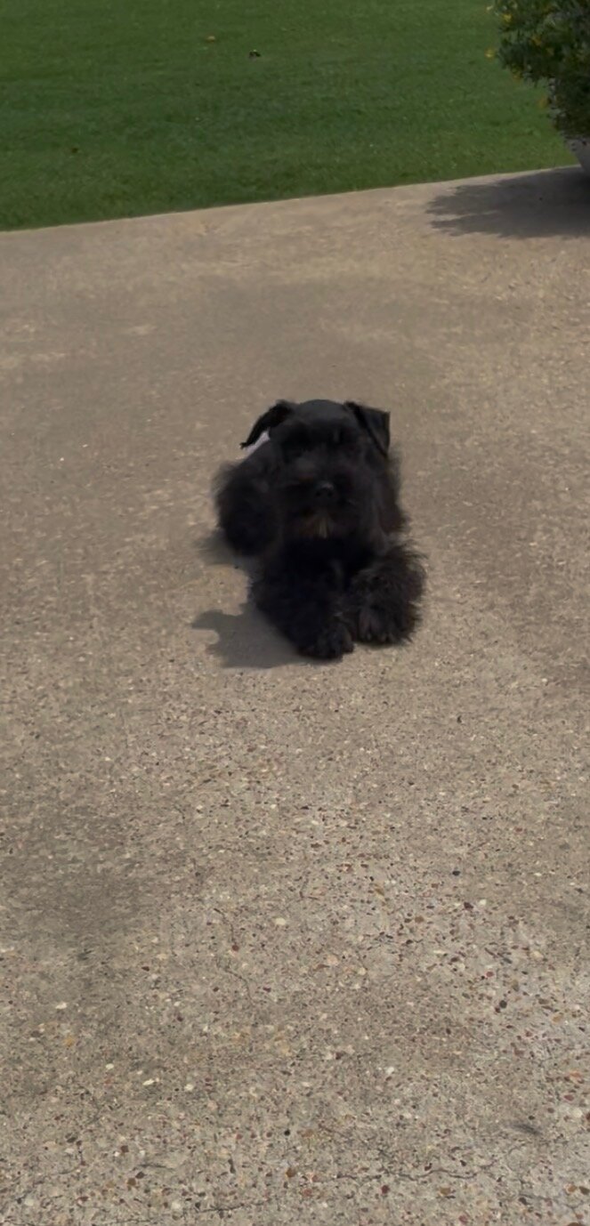 Miniature Schnauzer Puppy image 2