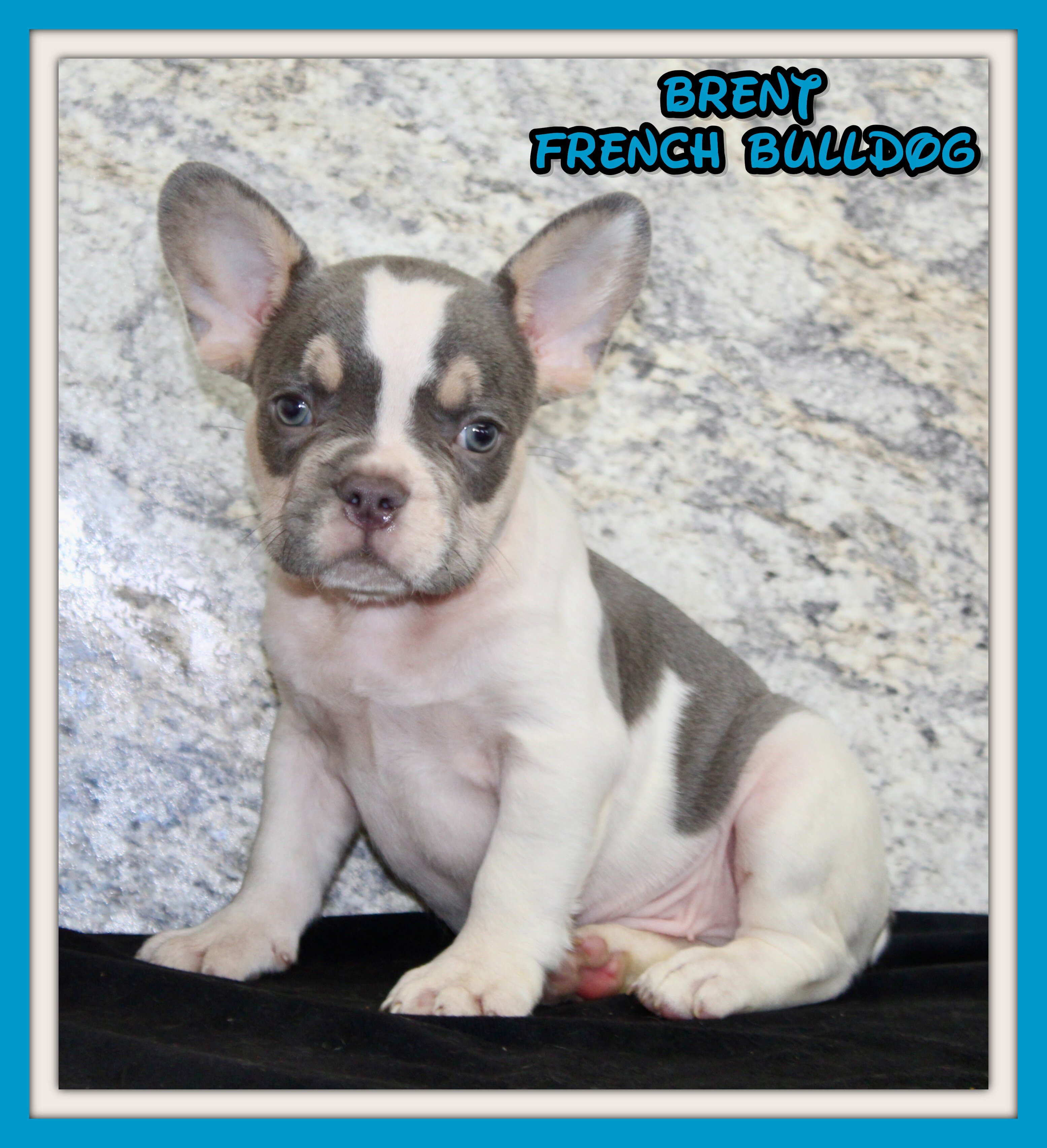 Brent Male AKC French Bulldog image 1