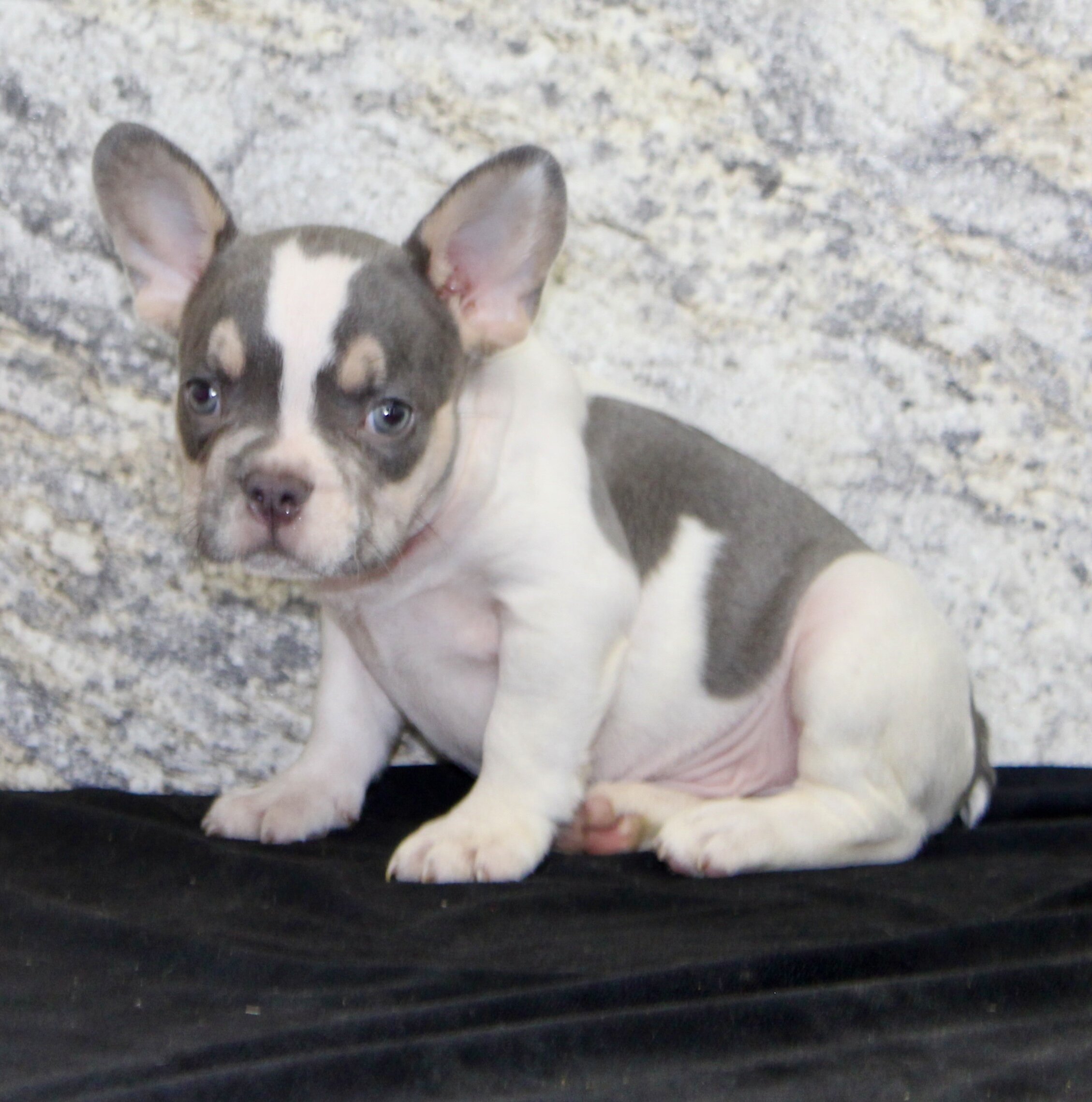 Brent Male AKC French Bulldog image 2