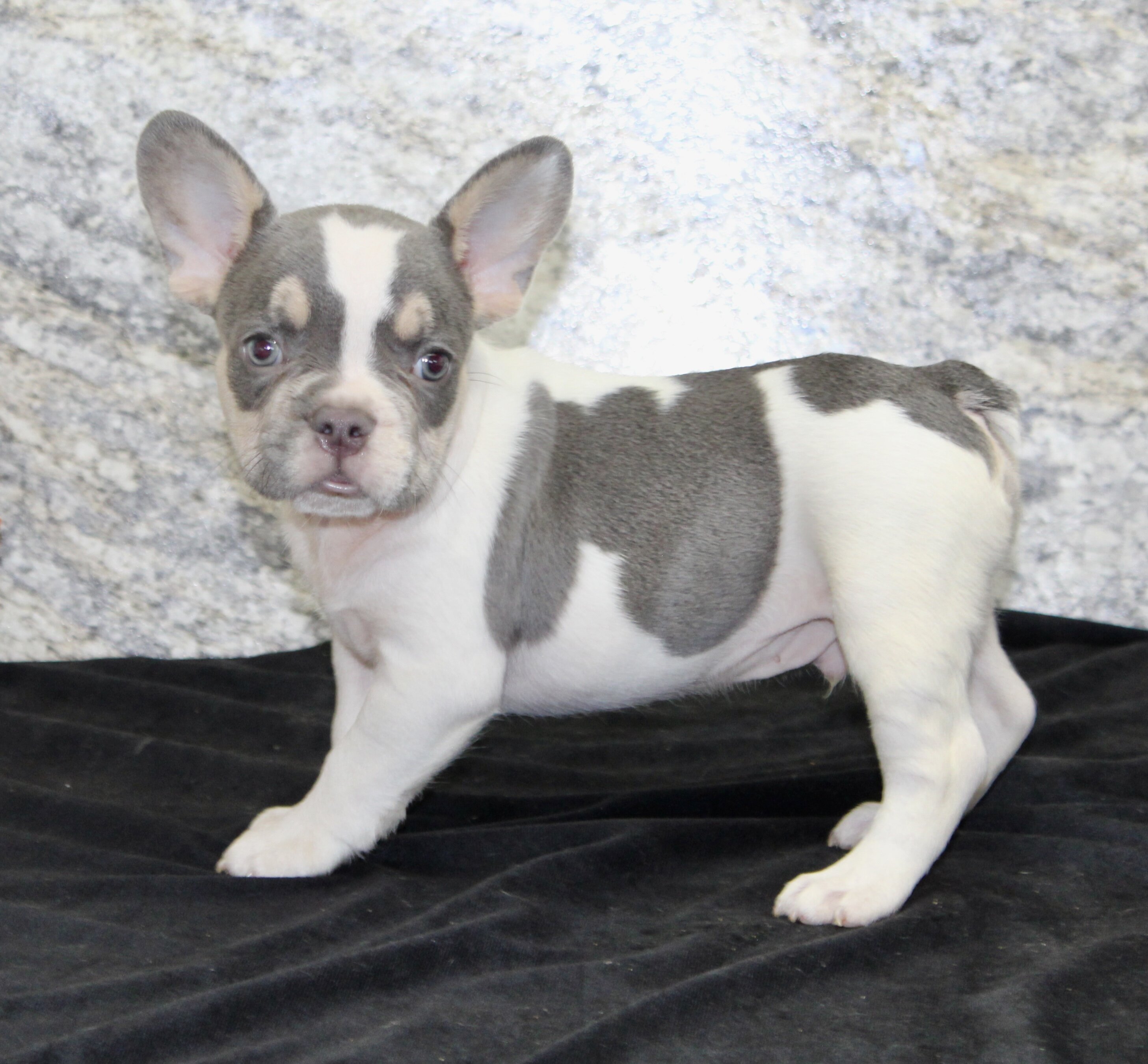 Brent Male AKC French Bulldog image 3