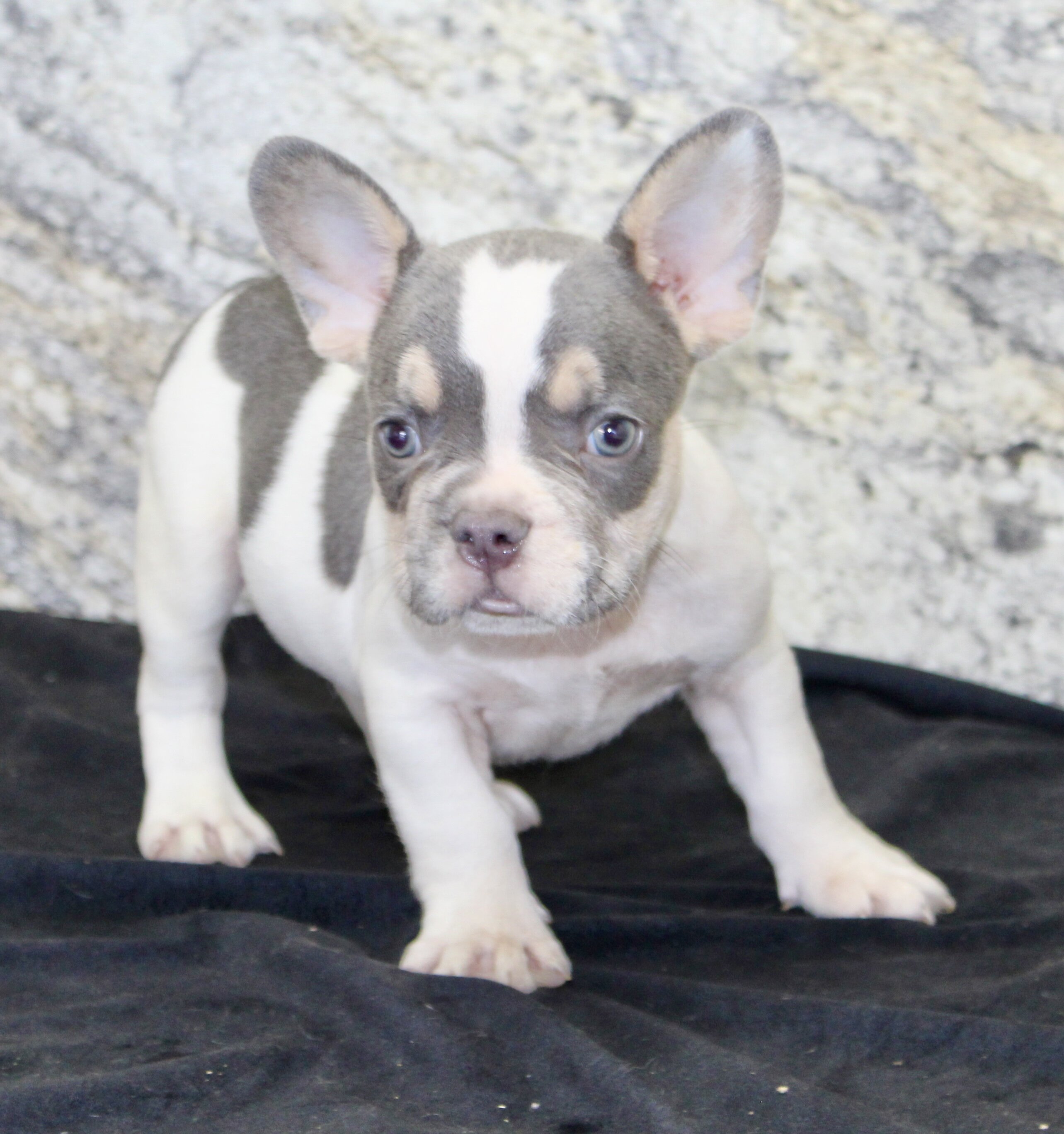 Brent Male AKC French Bulldog image 4