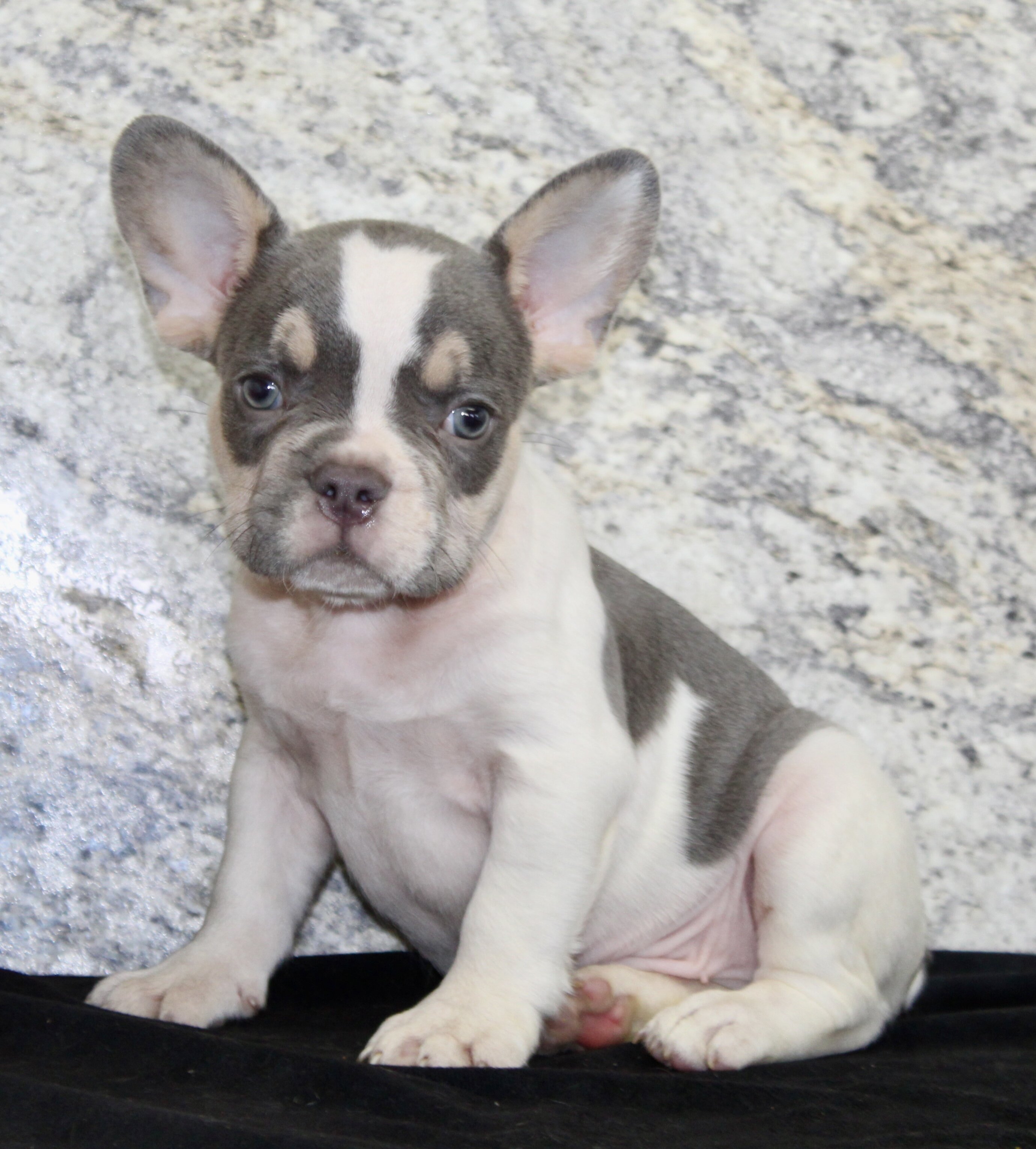 Brent Male AKC French Bulldog image 5