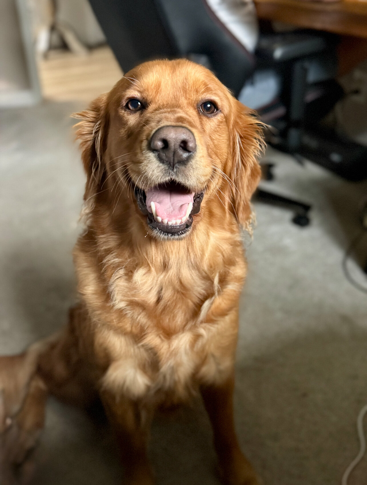 Golden Retriever Puppies image 3