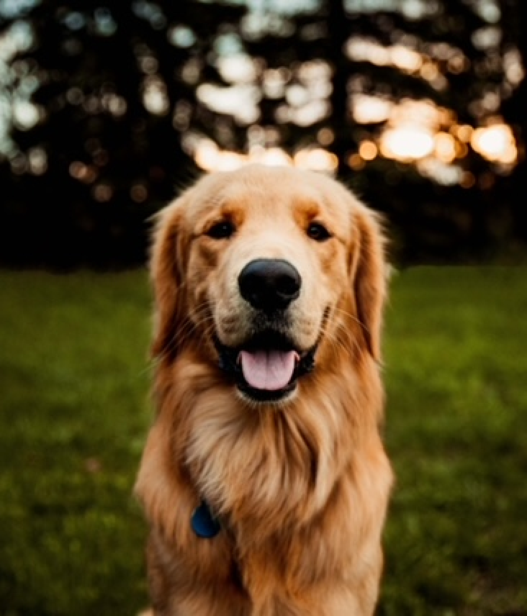 Golden Retriever Puppies image 4