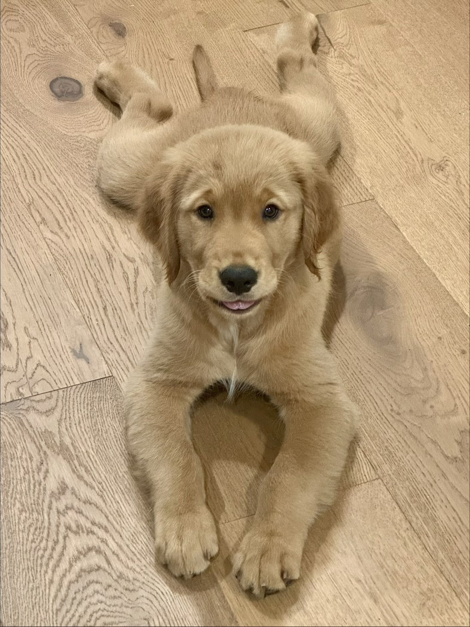 Golden Retriever Puppies image 1
