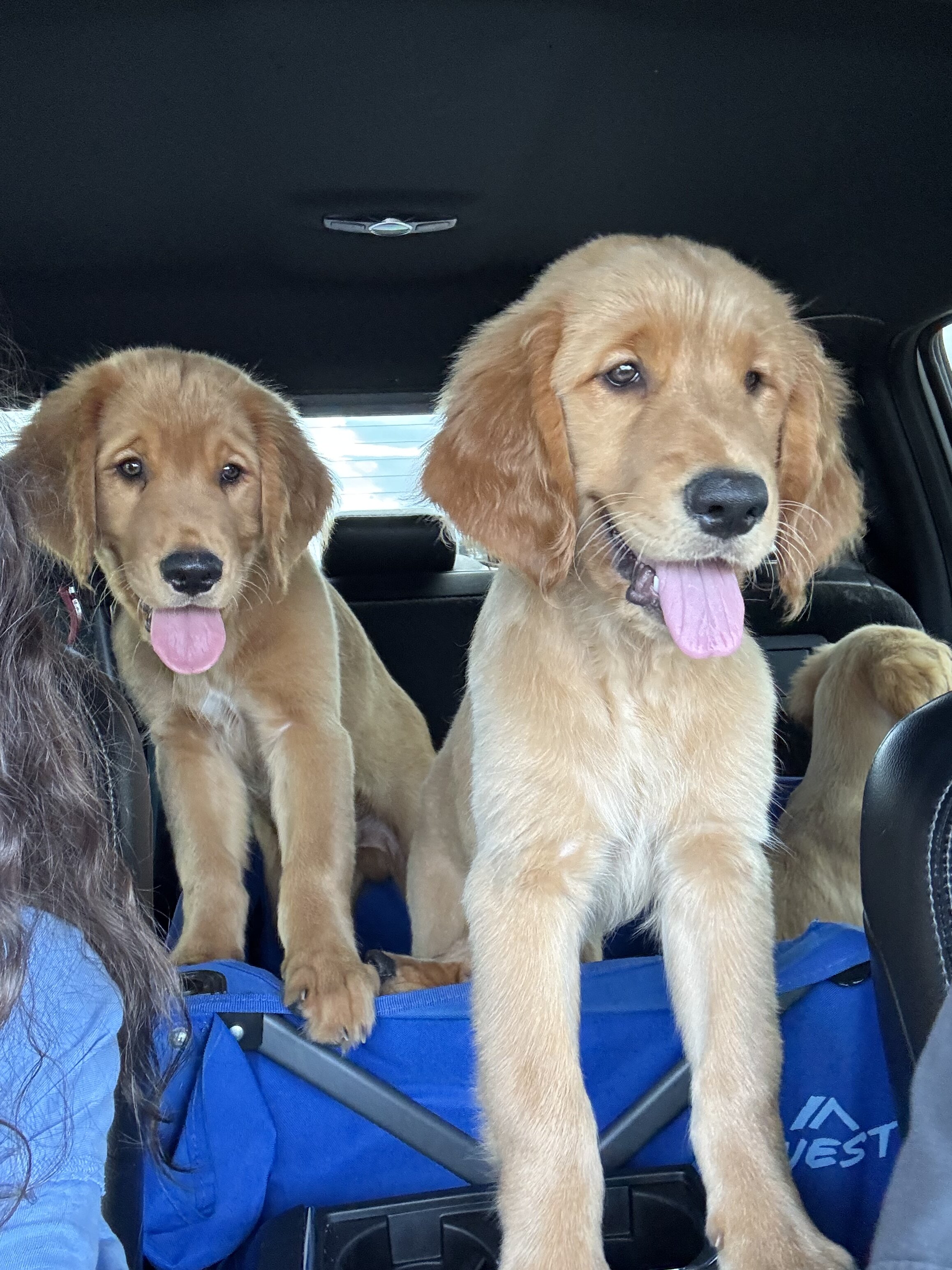 Golden Retriever Puppies image 2