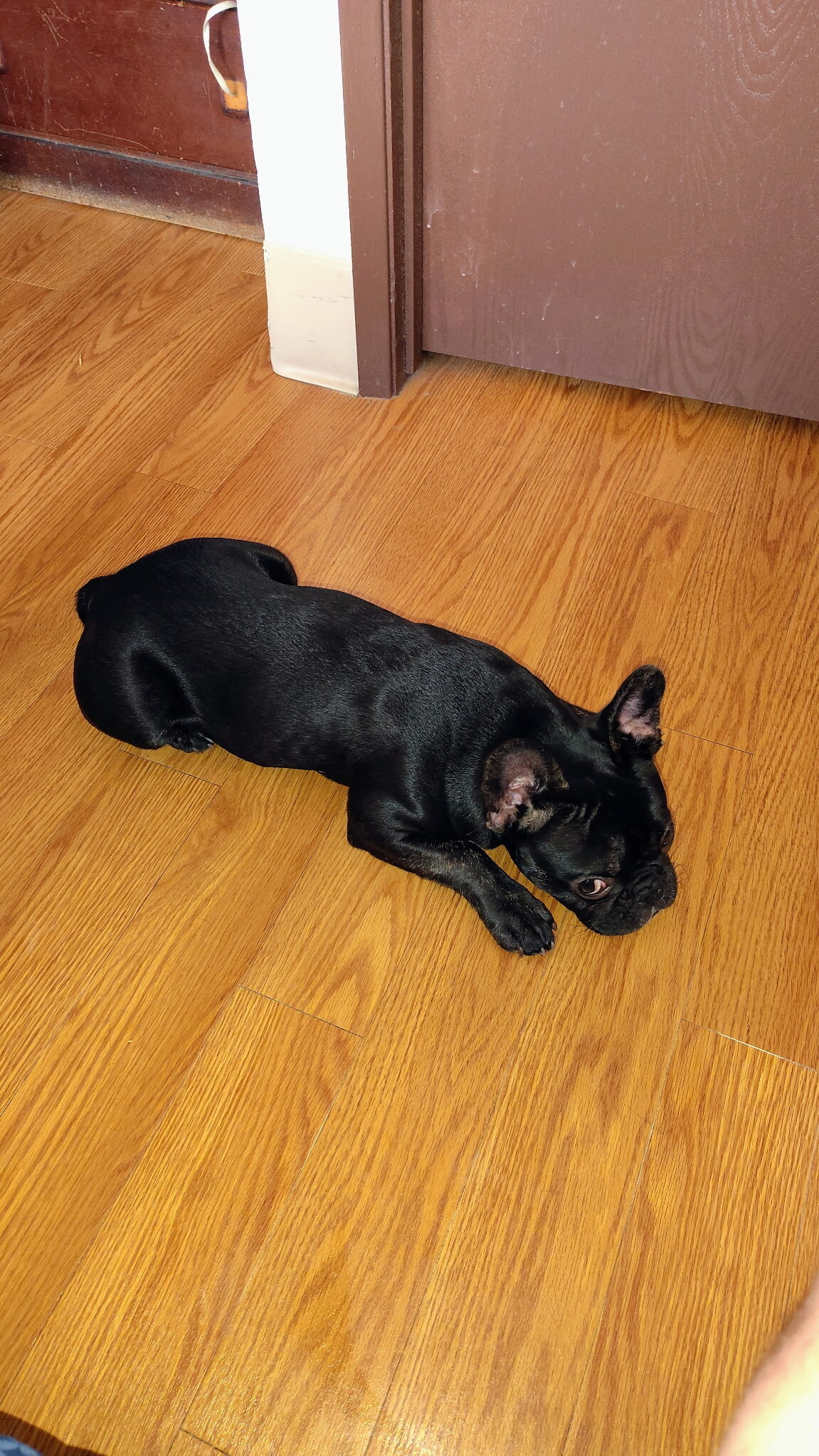 Two male Frenchies image 4