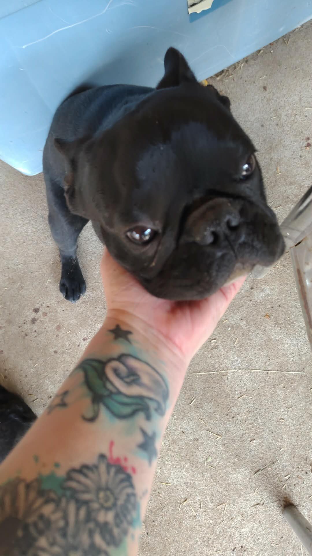 Two male Frenchies image 2
